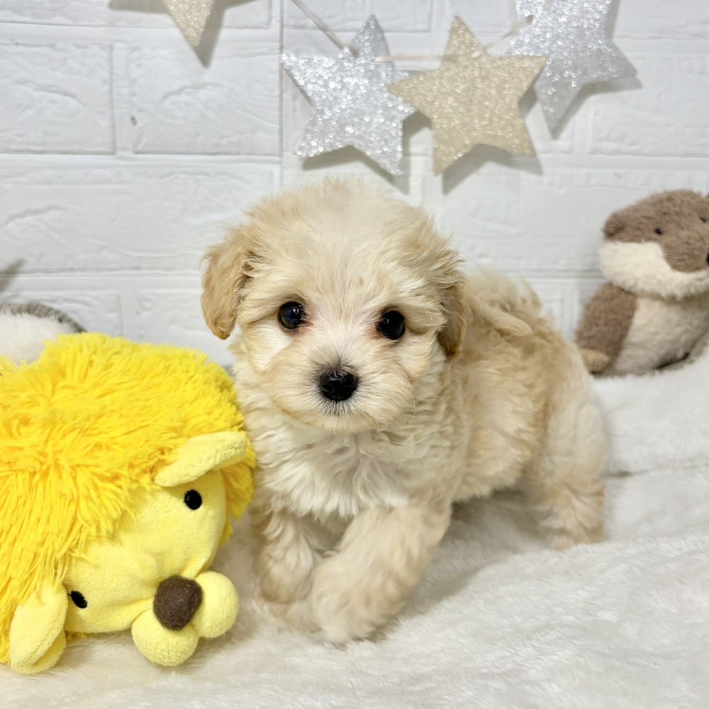 兵庫県のマルプー(マルチーズ×プードル) (犬の家＆猫の里ニッケパークタウン加古川店/2026年5月21日生まれ/男の子/クリーム)の子犬の3枚目の画像