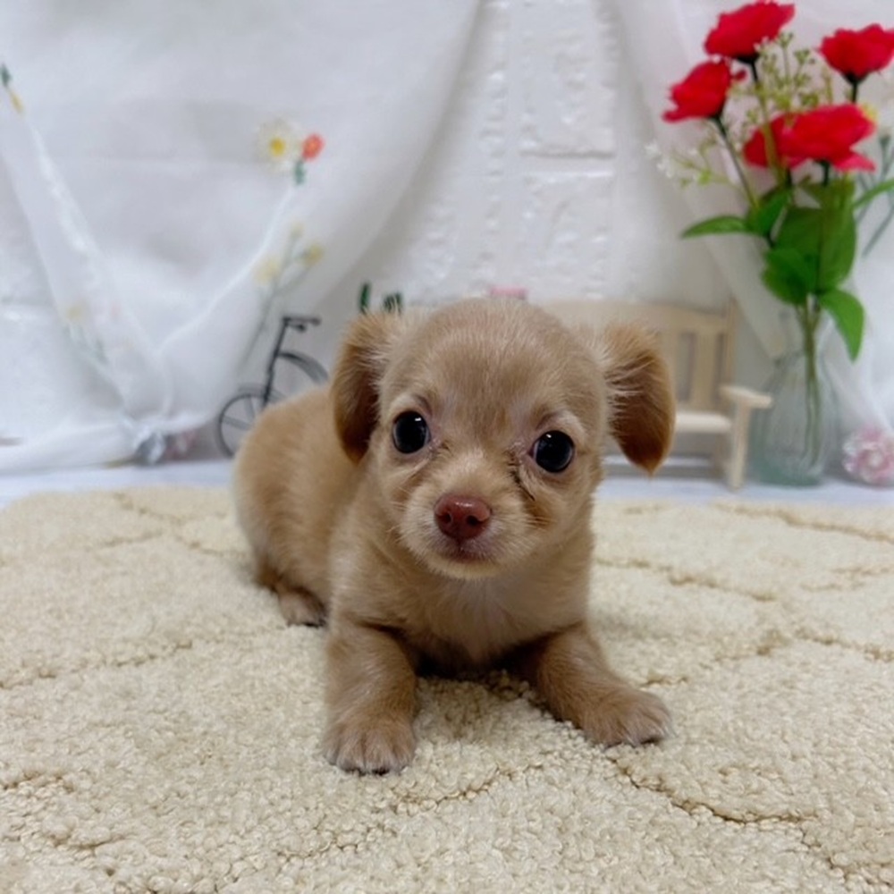 岡山県のチワックス(チワワ×ダックス) (犬の家＆猫の里岡山店/2026年5月22日生まれ/女の子/クリーム)の子犬の3枚目の画像