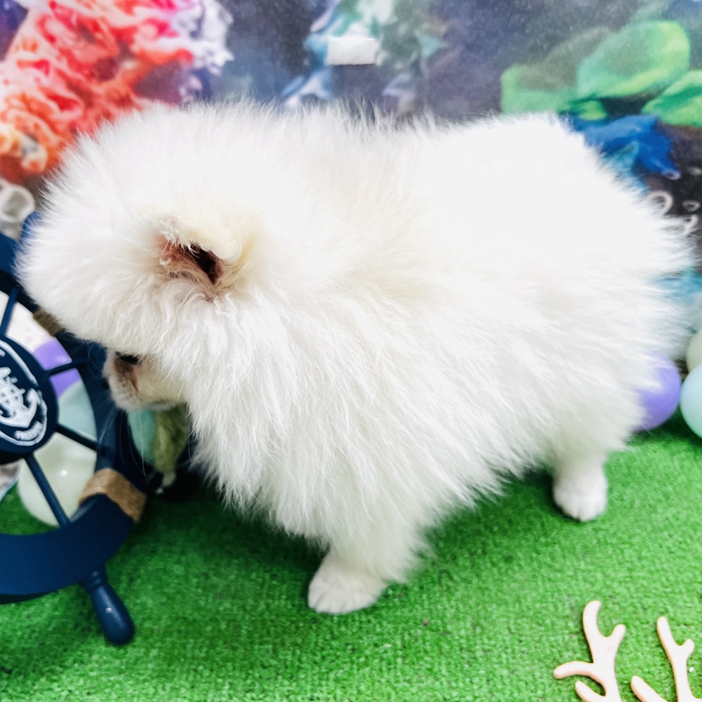 愛知県のポメラニアン (犬の家＆猫の里名古屋天白店/2026年5月21日生まれ/男の子/クリーム)の子犬の3枚目の画像
