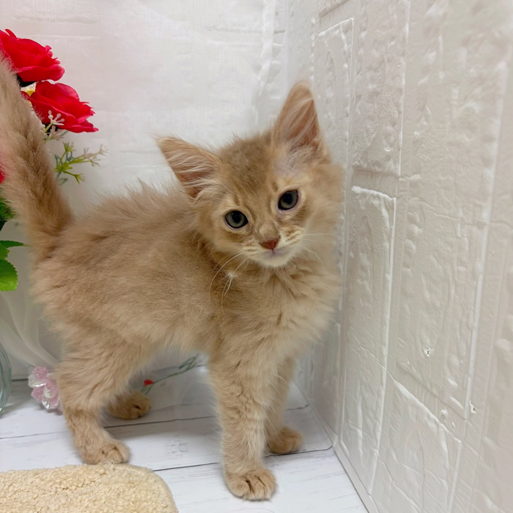 岡山県のソマリ (犬の家＆猫の里岡山店/2026年5月21日生まれ/男の子/フォーン)の子猫の3枚目の画像