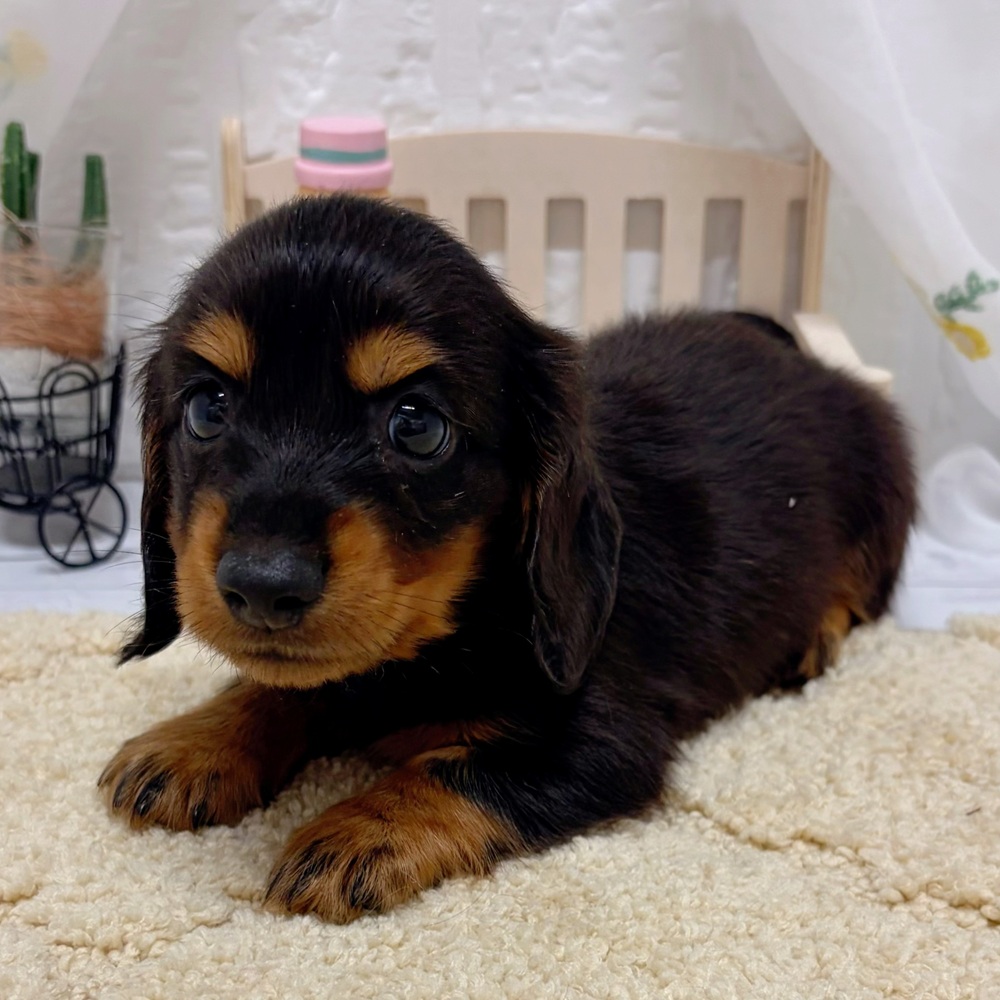 岡山県のミニチュアダックスフンド(ロング) (犬の家＆猫の里岡山店/2026年5月24日生まれ/男の子/チョコレートタン)の子犬の3枚目の画像
