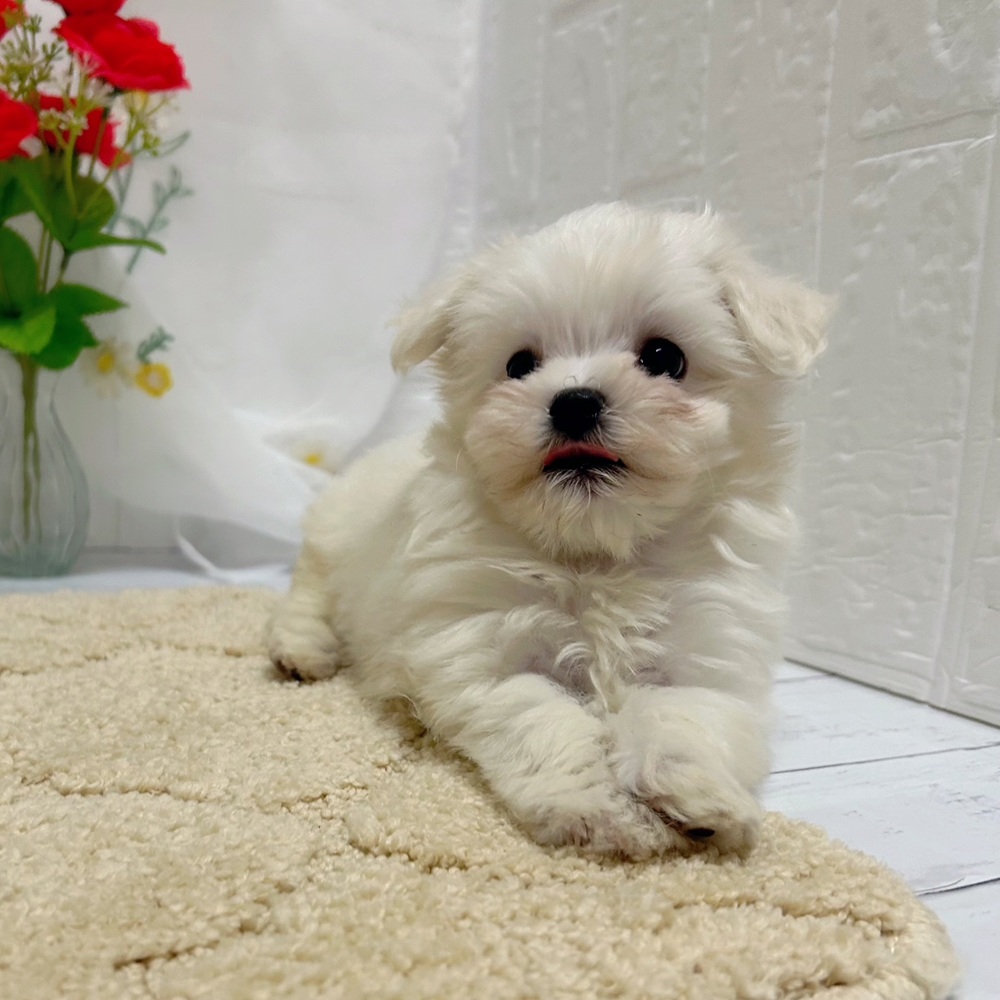岡山県のマルチーズ (犬の家＆猫の里岡山店/2026年5月22日生まれ/女の子/ホワイト)の子犬の3枚目の画像