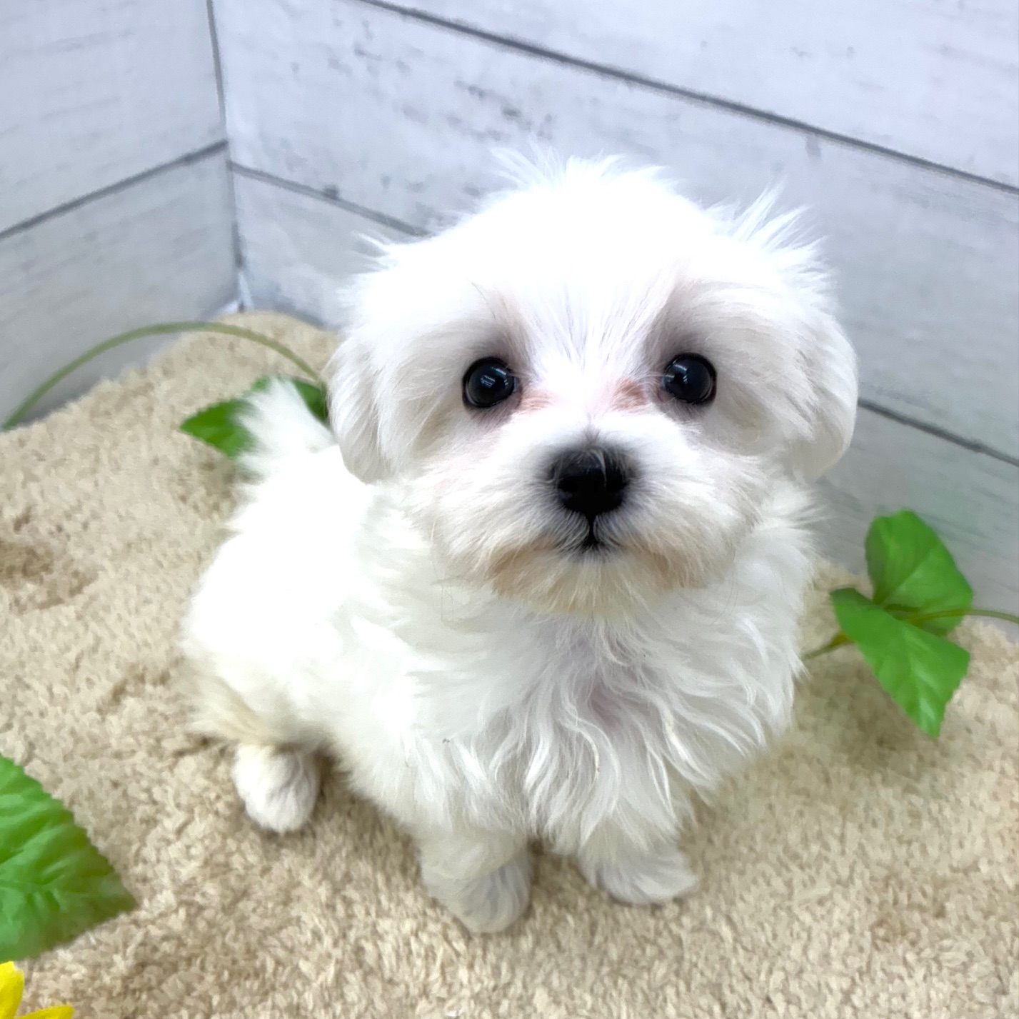 愛知県のマルチーズ (犬の家＆猫の里七宝店/2026年5月22日生まれ/女の子/ホワイト)の子犬の3枚目の画像