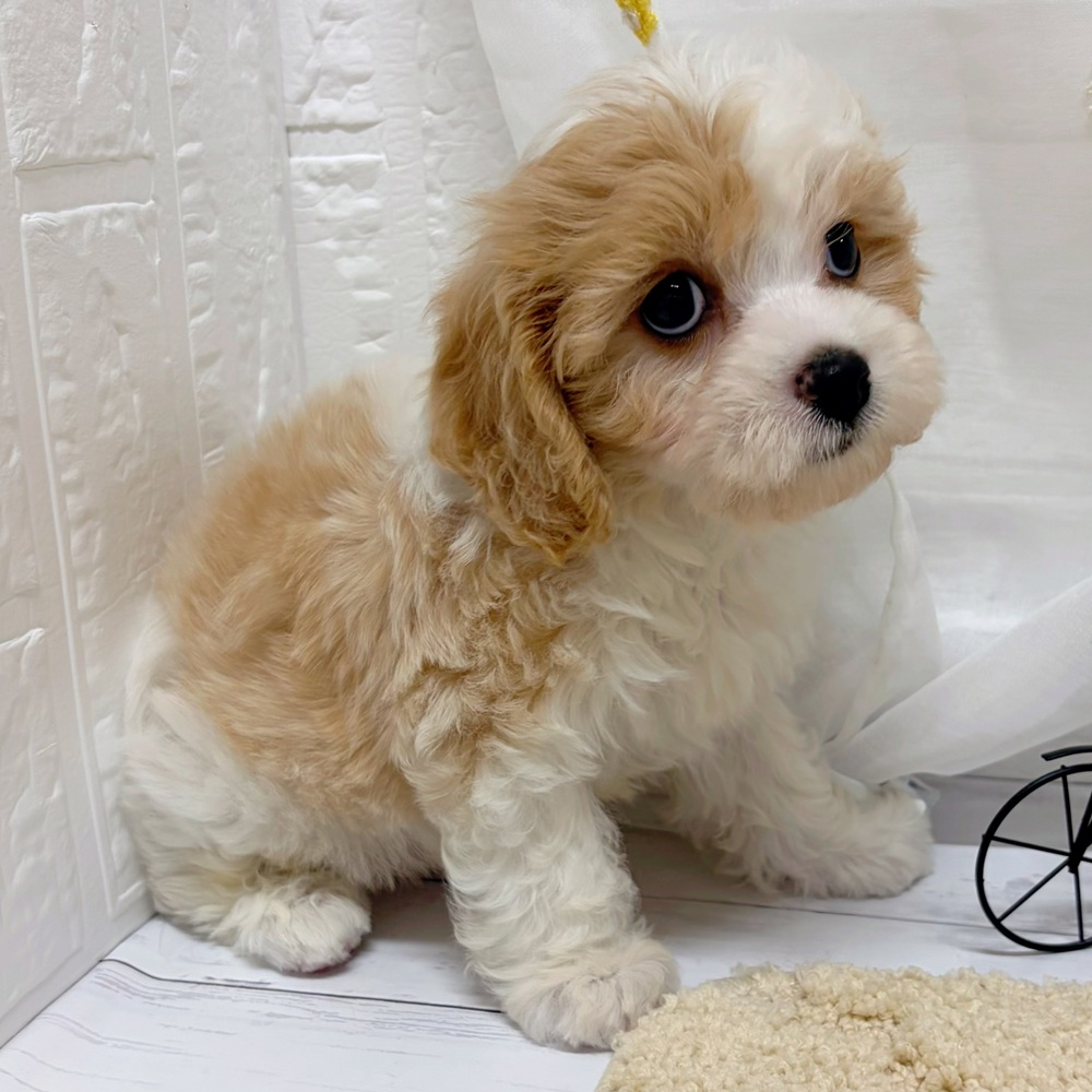 岡山県のハーフ犬・ミックス犬 (犬の家＆猫の里岡山店/2026年5月20日生まれ/男の子/パーティーカラー)の子犬の3枚目の画像