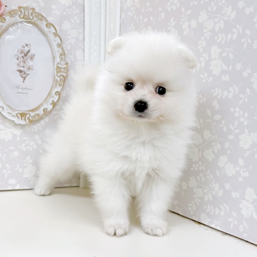 富山県のポメラニアン (犬の家＆猫の里アミーゴ高岡蓮花寺店/2026年5月22日生まれ/男の子/クリーム)の子犬の3枚目の画像