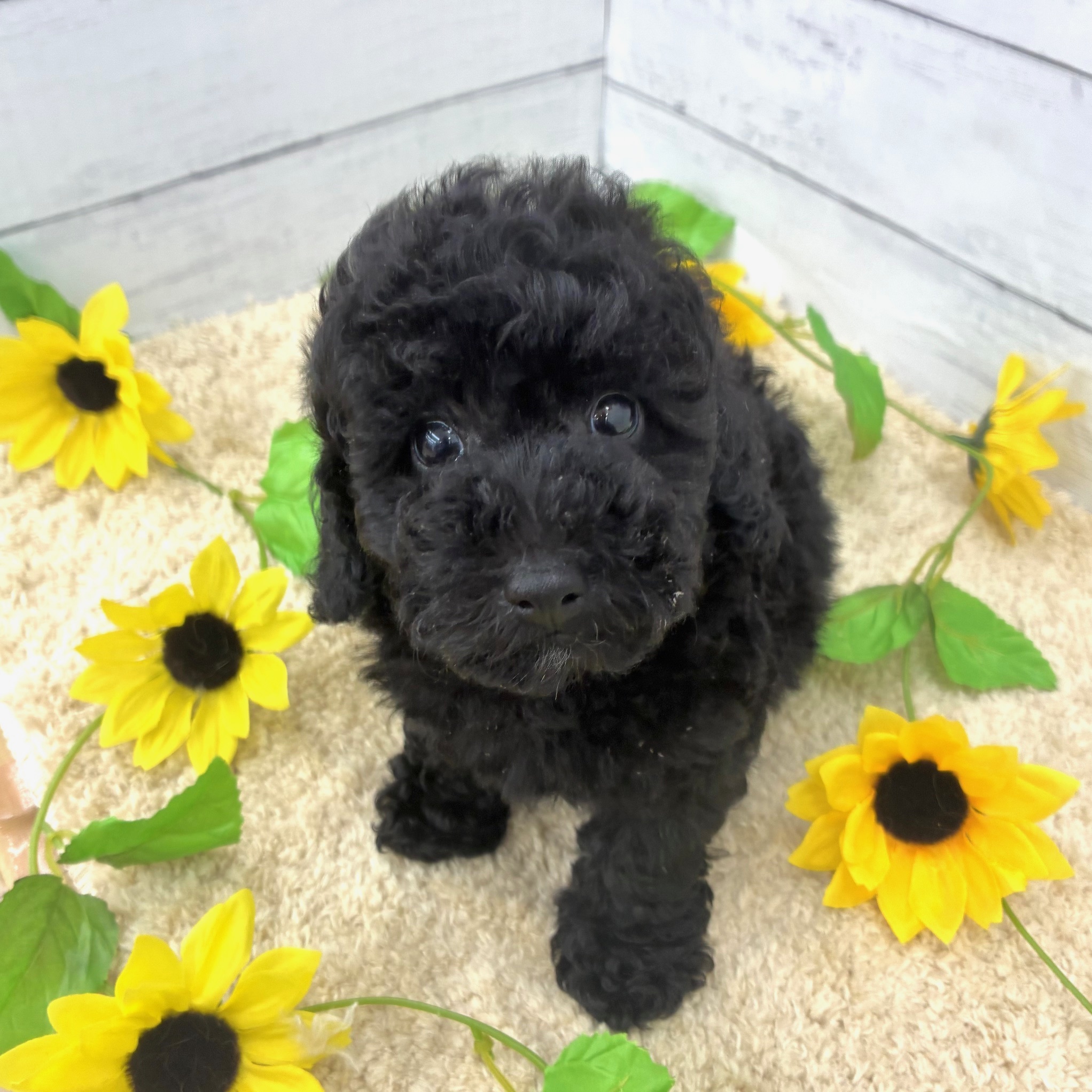 愛知県のトイプードル(トイ) (犬の家＆猫の里七宝店/2026年5月23日生まれ/男の子/ブラック)の子犬の3枚目の画像