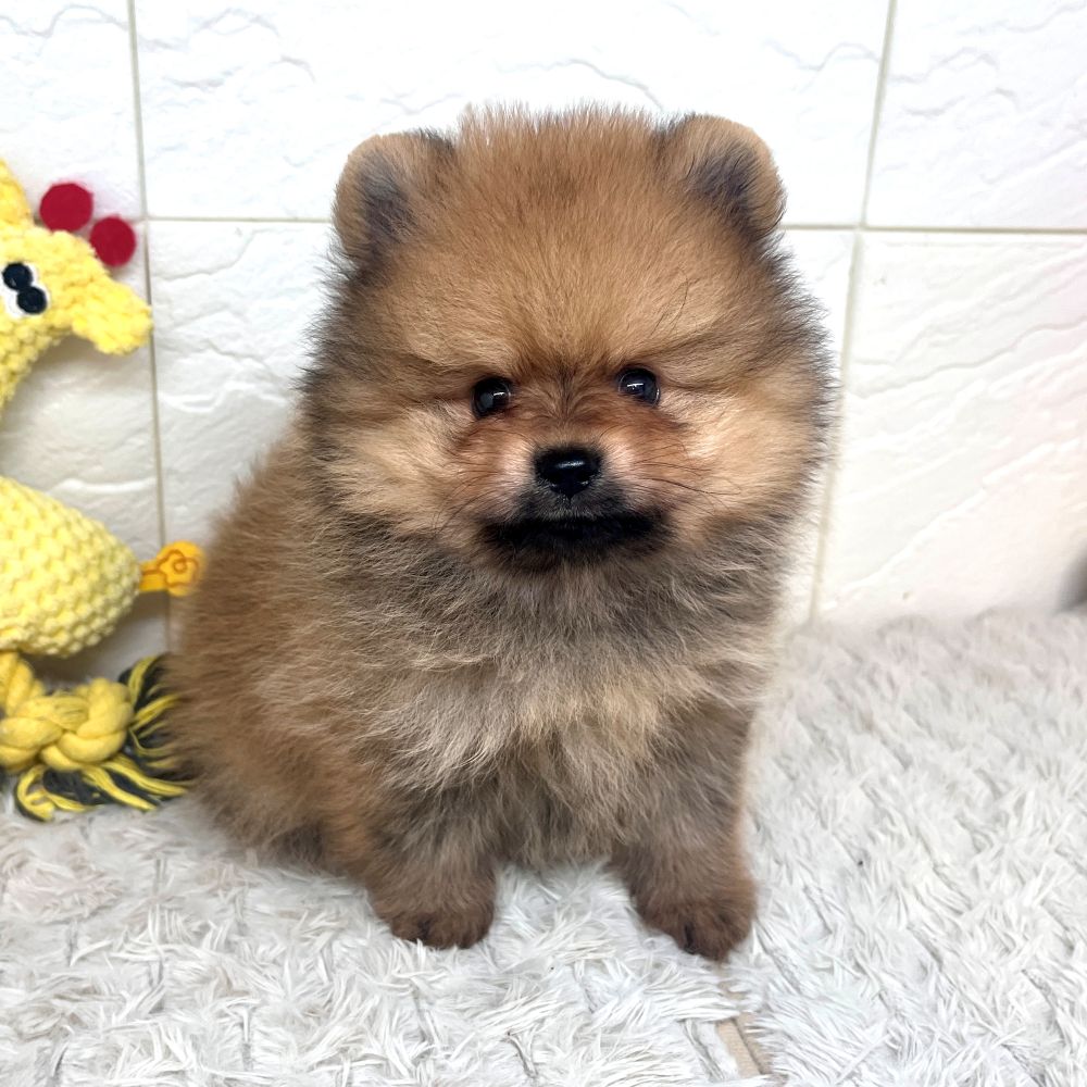 兵庫県のポメラニアン (犬の家＆猫の里ゆめタウン姫路店/2026年5月24日生まれ/男の子/オレンジ)の子犬の3枚目の画像