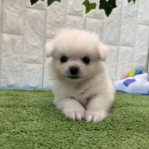 岡山県のペキポメ/ポメペキ(ペキニーズ×ポメラニアン) (犬の家＆猫の里倉敷店/2026年5月23日生まれ/女の子/ホワイト)の子犬の1枚目の画像
