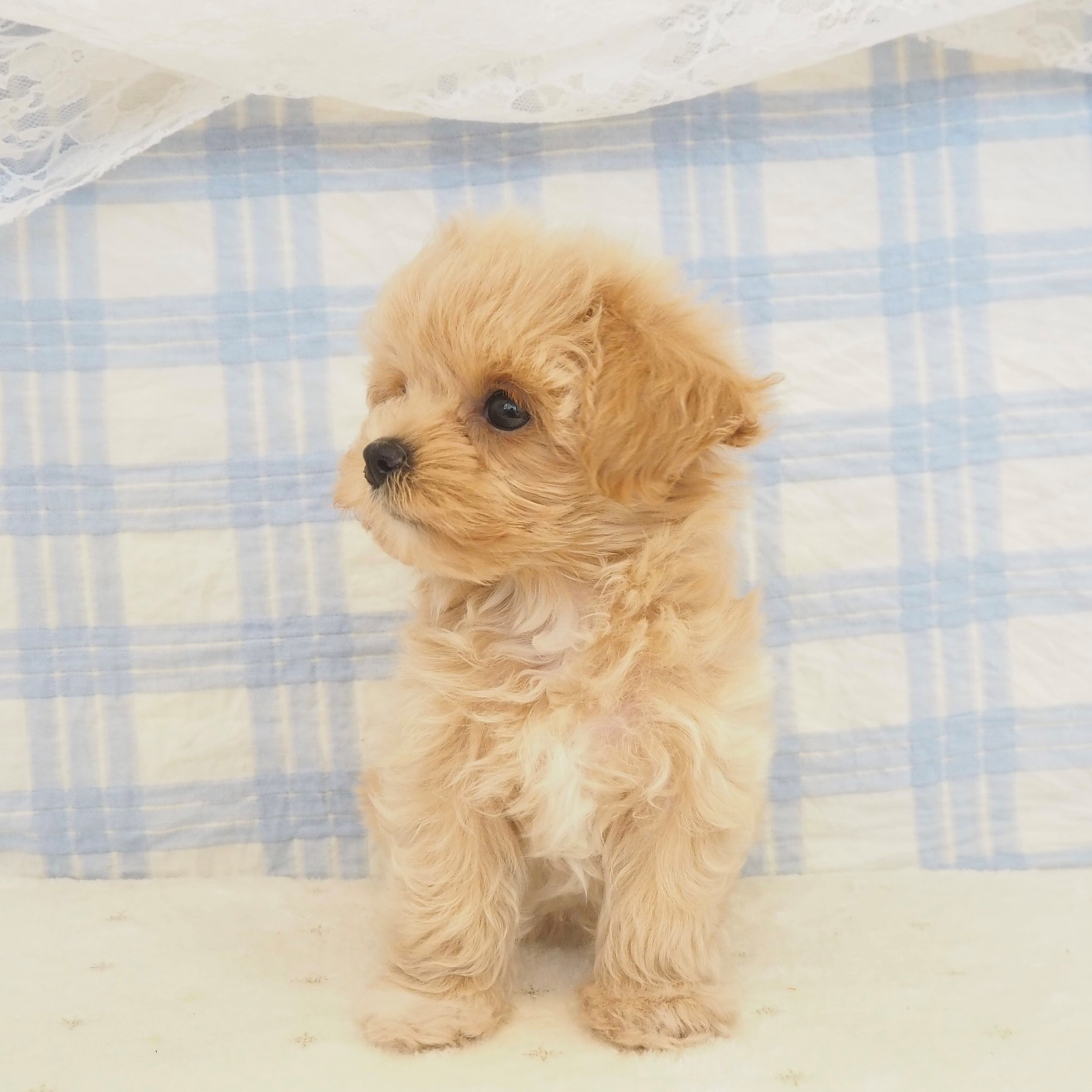 大阪府のマルプー(マルチーズ×プードル) (犬の家＆猫の里もりのみやキューズモールBASE店/2026年5月22日生まれ/女の子/クリーム)の子犬の3枚目の画像