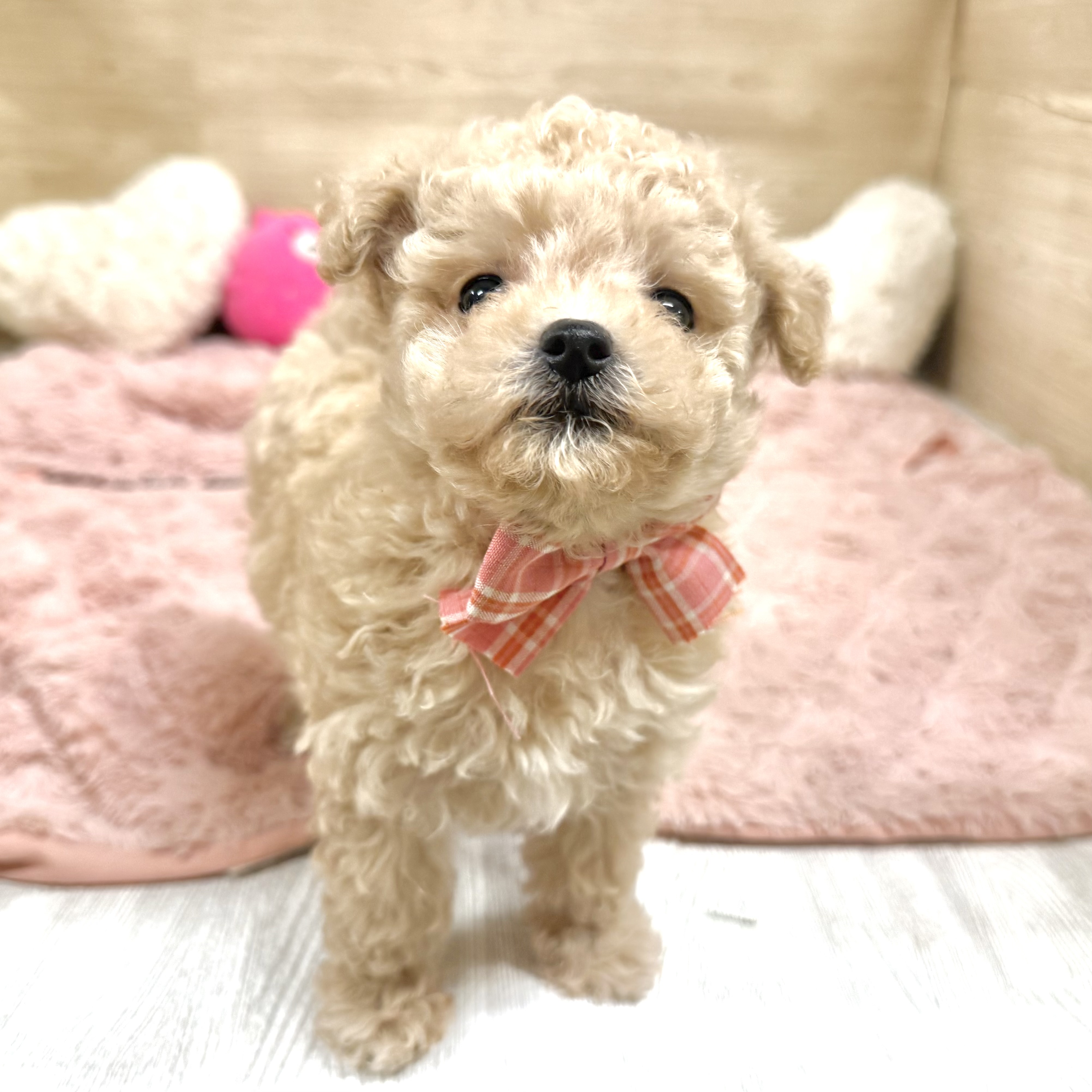 大阪府のマルプー(マルチーズ×プードル) (犬の家＆猫の里そよら東岸和田店/2026年5月23日生まれ/女の子/クリーム)の子犬の3枚目の画像