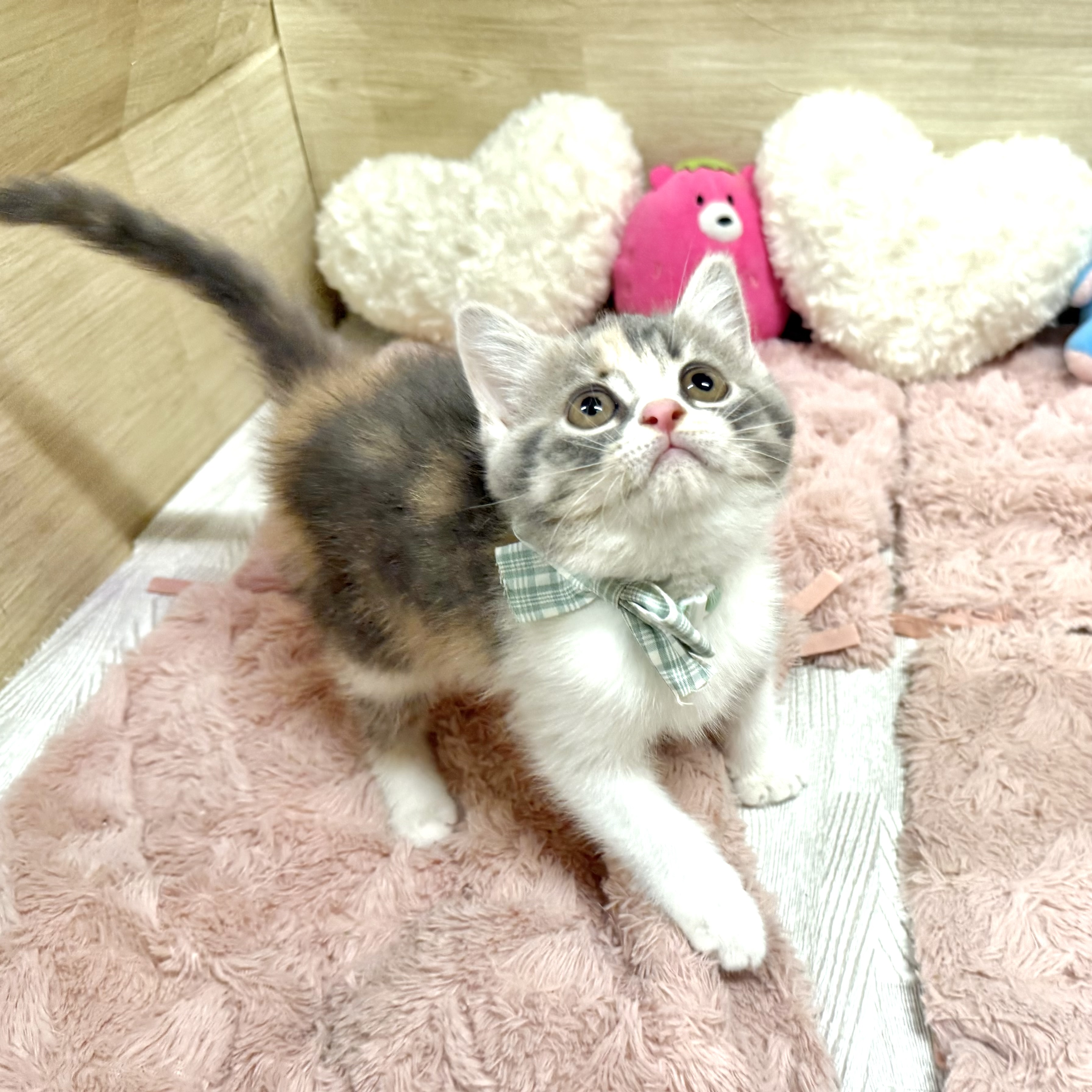 大阪府のマンチカン (犬の家＆猫の里そよら東岸和田店/2026年5月21日生まれ/女の子/キャリコ)の子猫の3枚目の画像