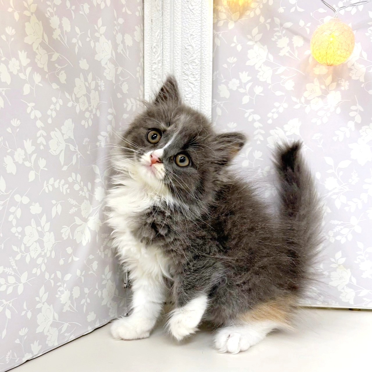 富山県のマンチカン (犬の家＆猫の里アミーゴ高岡蓮花寺店/2026年5月21日生まれ/女の子/ダイリュートキャリコ)の子猫の3枚目の画像