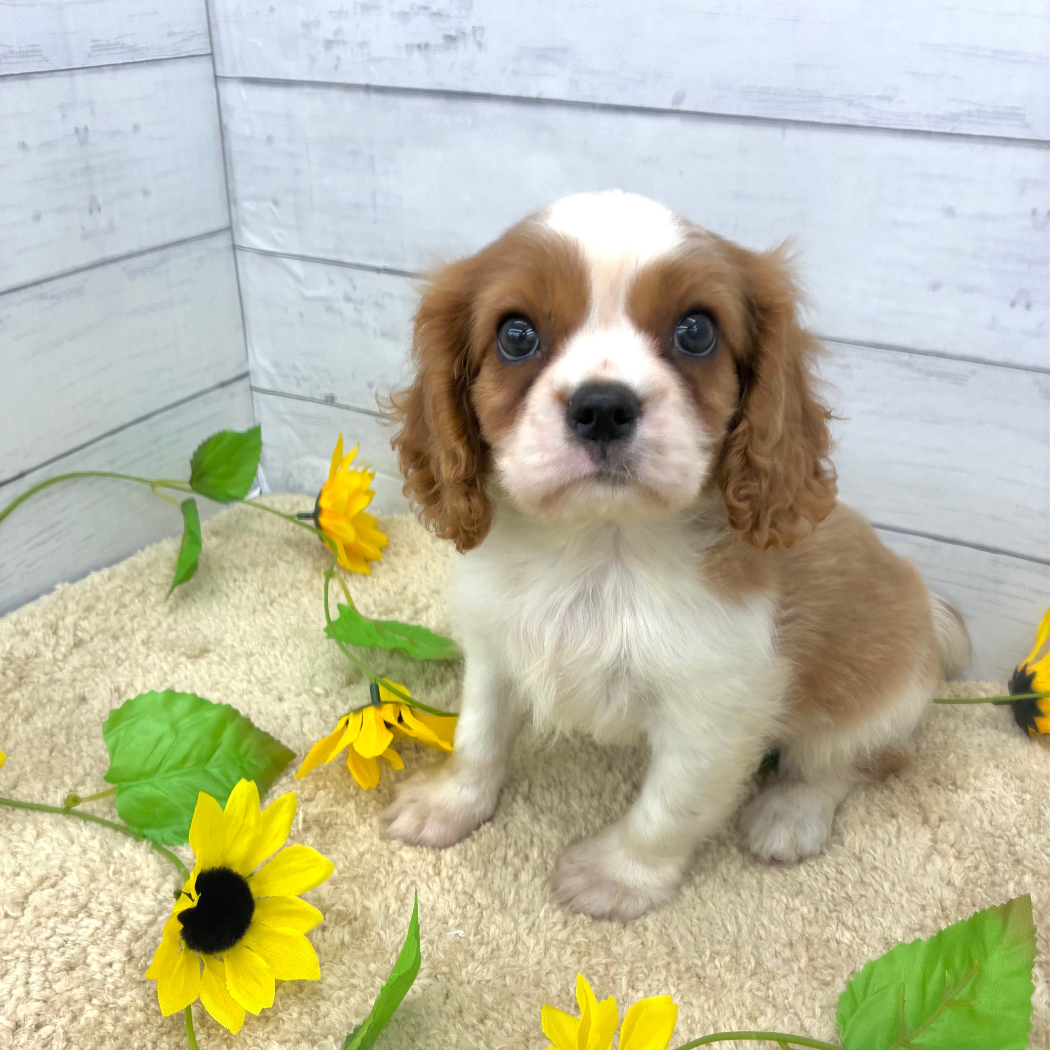 愛知県のキャバリアキングチャールズスパニエル (犬の家＆猫の里七宝店/2026年5月23日生まれ/男の子/ブレンハイム)の子犬の3枚目の画像