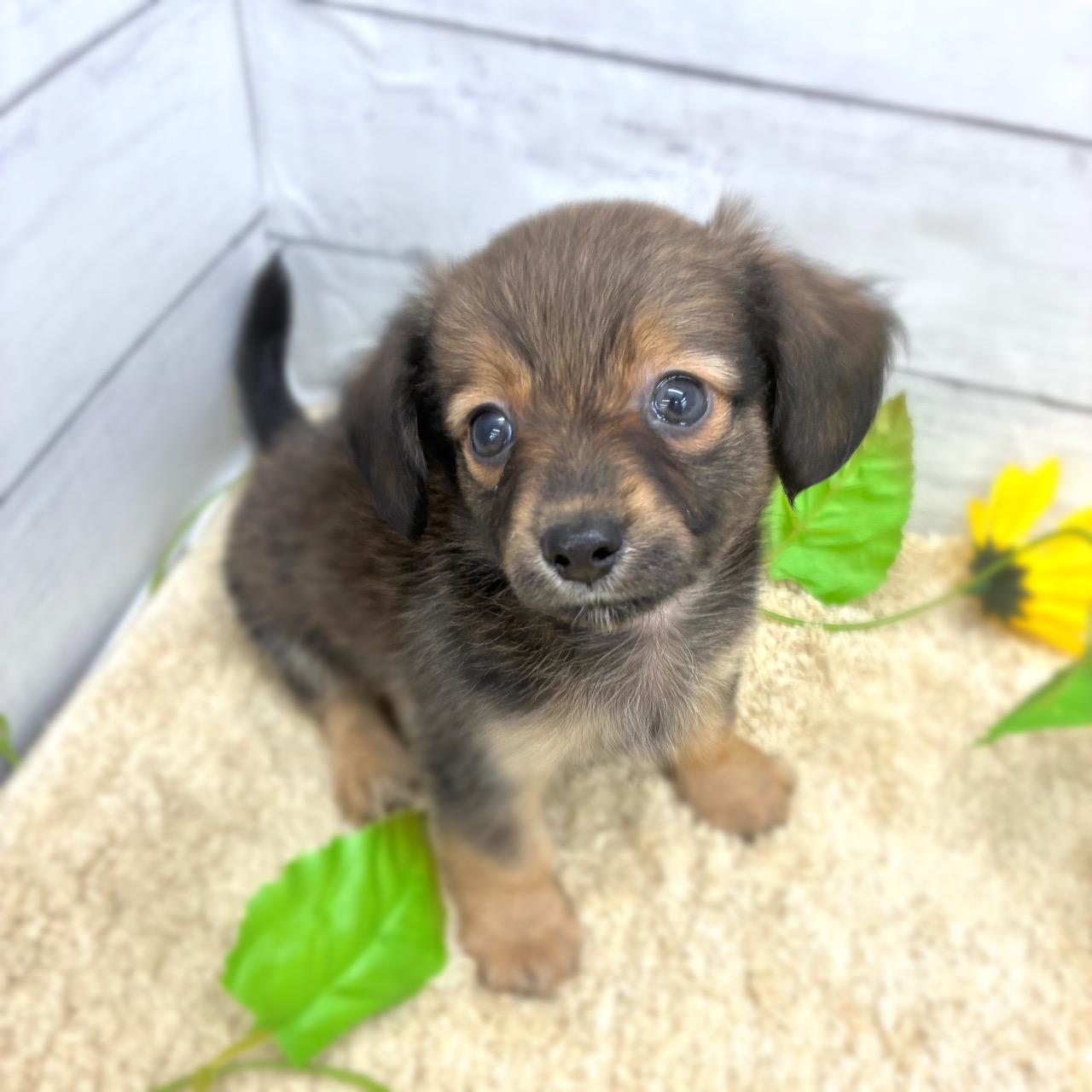 愛知県のチワックス(チワワ×ダックス) (犬の家＆猫の里七宝店/2026年5月24日生まれ/男の子/レッド)の子犬の1枚目の画像