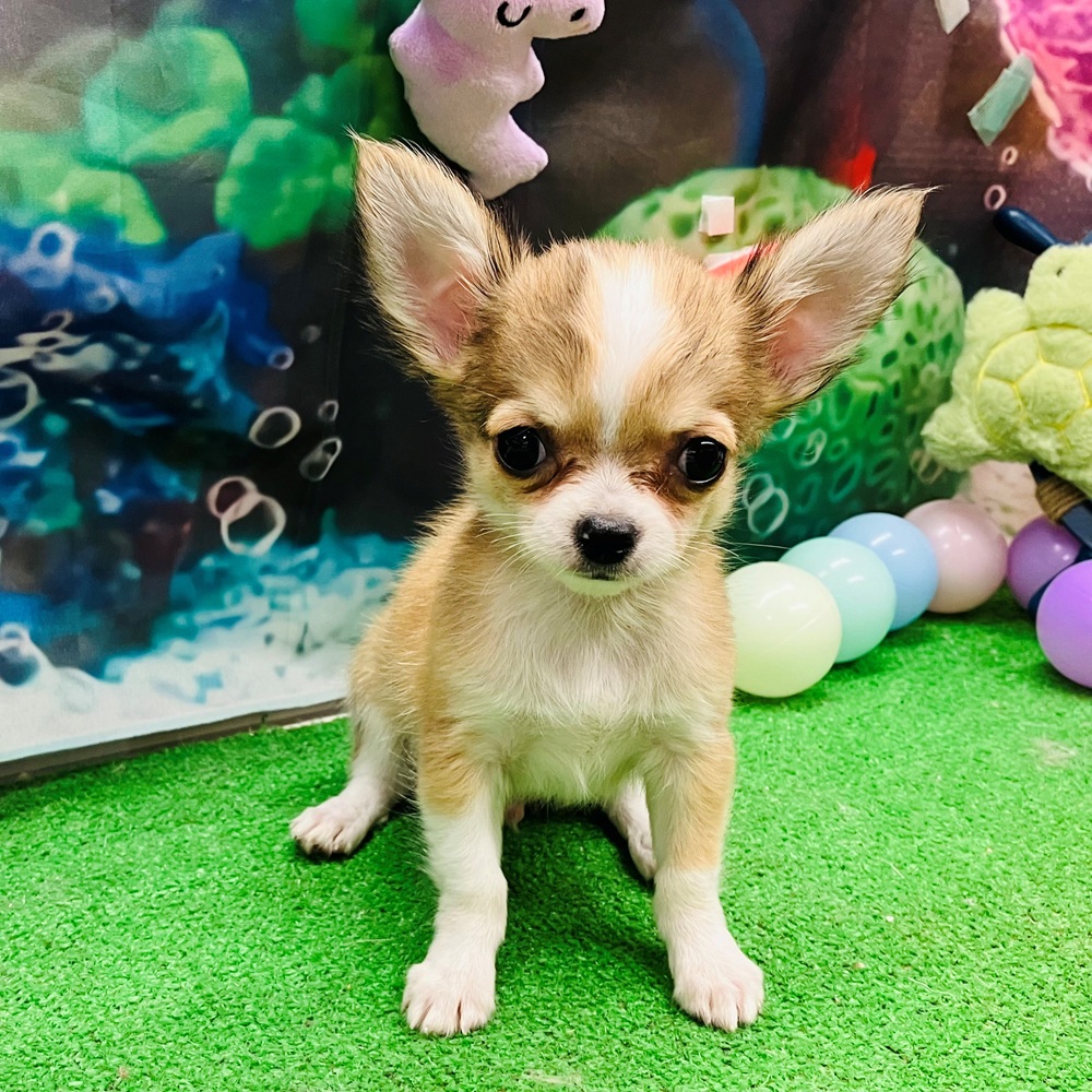 愛知県のチワワ(ロング) (犬の家＆猫の里名古屋天白店/2026年5月17日生まれ/男の子/レッドホワイト)の子犬の1枚目の画像