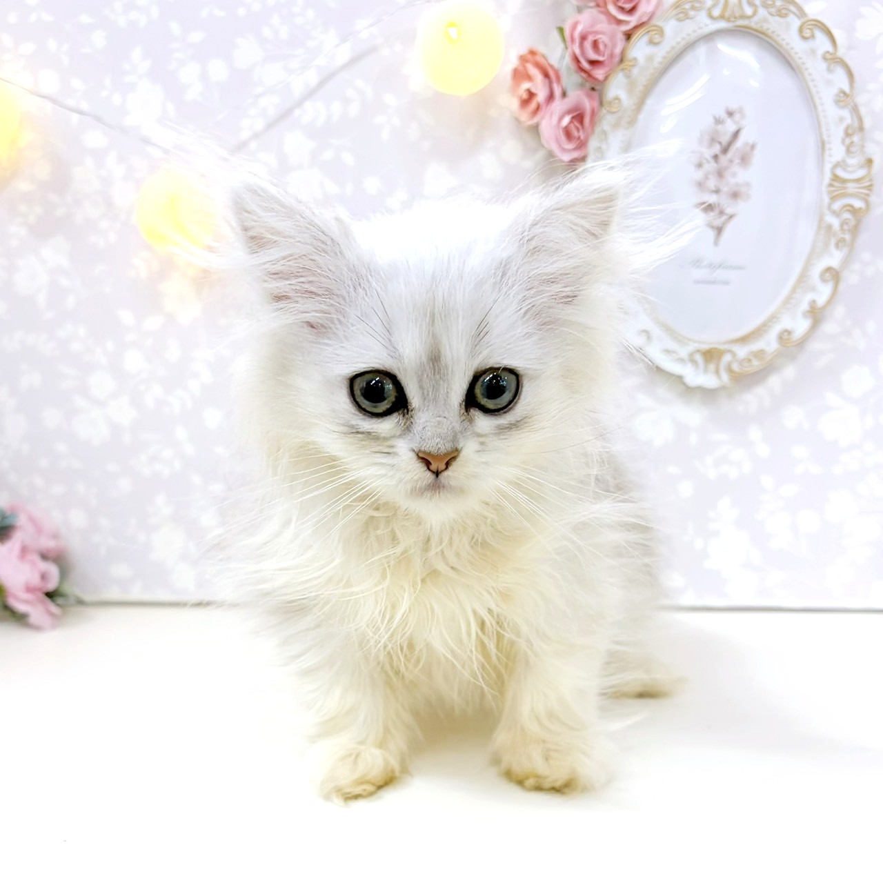 富山県のペルシャ (犬の家＆猫の里アミーゴ高岡蓮花寺店/2026年5月24日生まれ/女の子/チンチラシルバー)の子猫の3枚目の画像