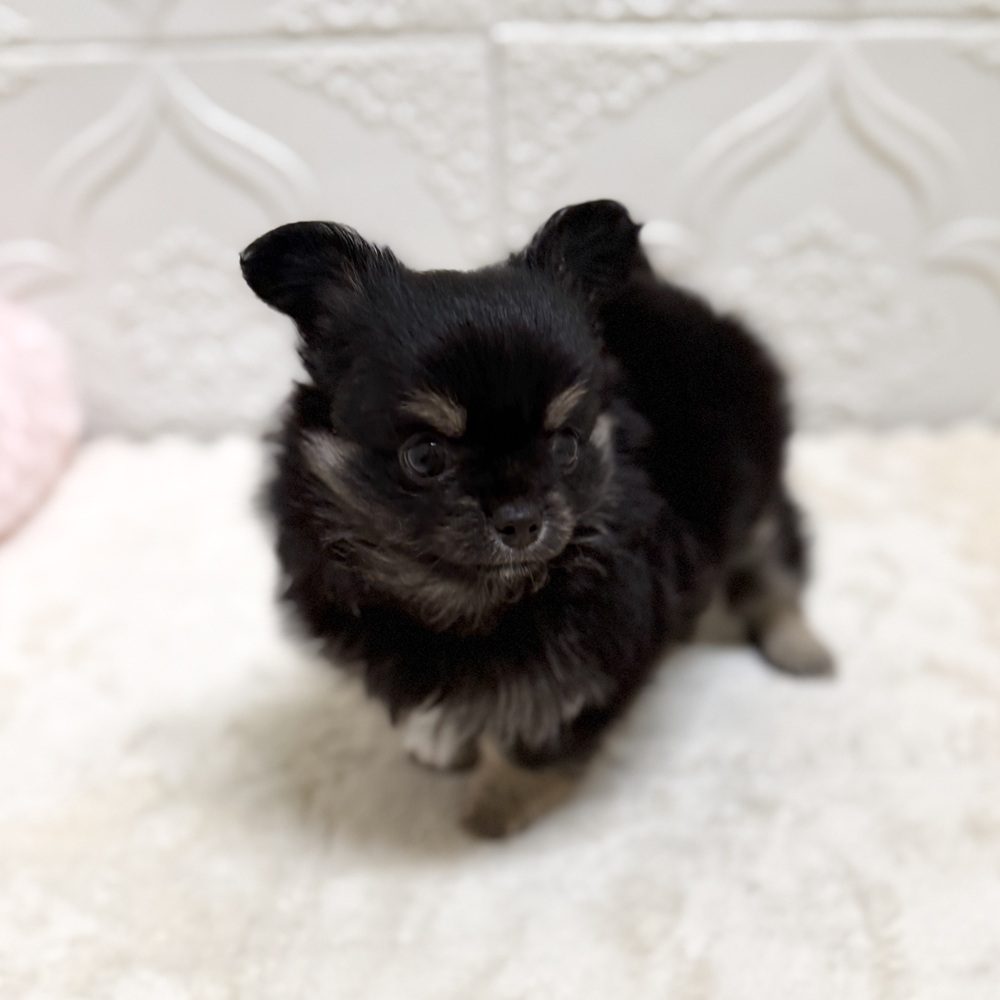 愛知県のチワワ(ロング) (犬の家＆猫の里岡崎店/2026年5月24日生まれ/男の子/ブラックタンホワイト)の子犬の3枚目の画像