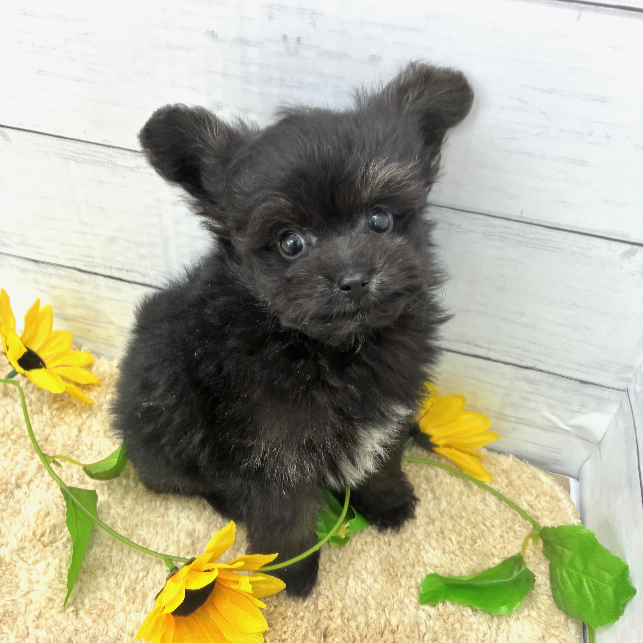 愛知県のポメプー(ポメラニアン×プードル) (犬の家＆猫の里七宝店/2026年5月20日生まれ/男の子/ブラックホワイト)の子犬の3枚目の画像