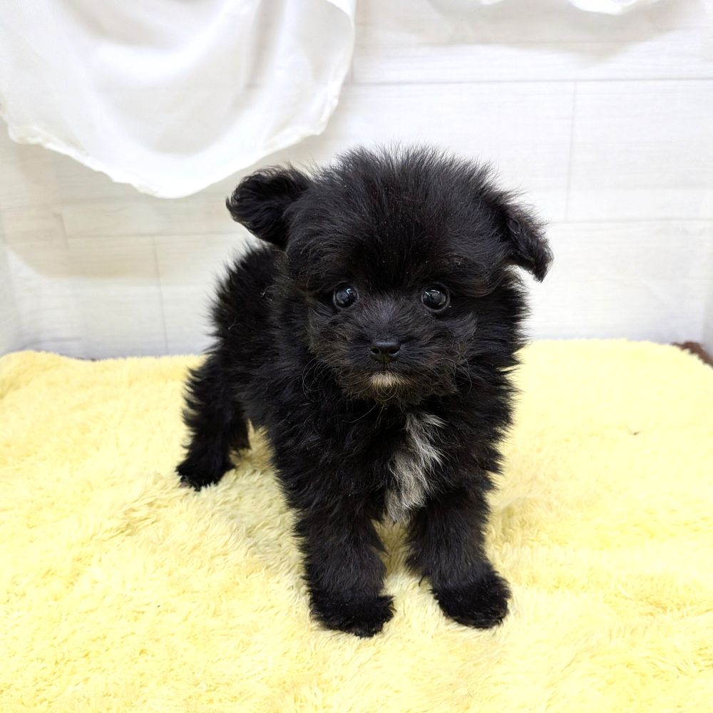 愛知県のポメプー(ポメラニアン×プードル) (犬の家＆猫の里碧南店/2026年5月20日生まれ/女の子/ブラックホワイト)の子犬の3枚目の画像