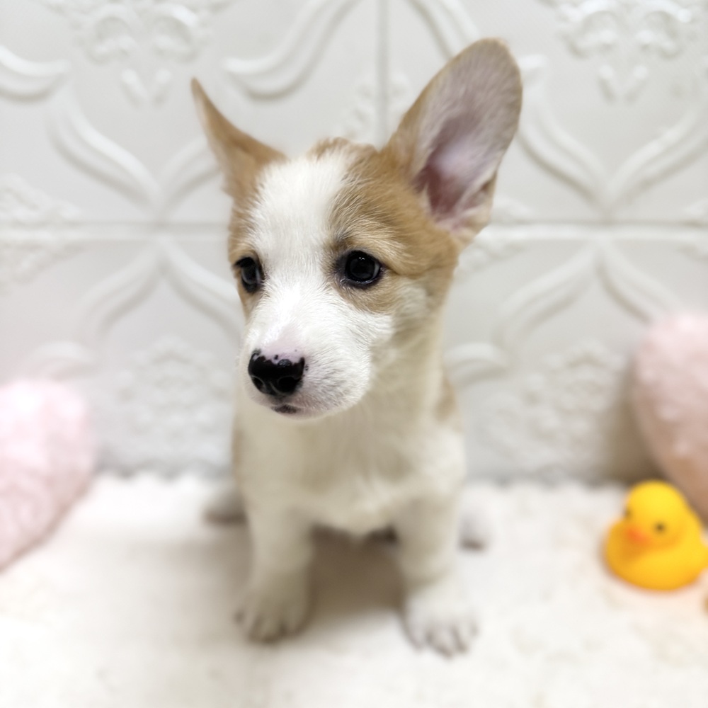 愛知県のウェルシュコーギーペンブローク (犬の家＆猫の里岡崎店/2026年5月24日生まれ/女の子/レッドホワイト)の子犬の3枚目の画像