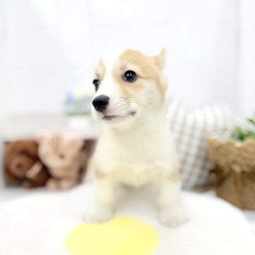 愛知県のウェルシュコーギーペンブローク (犬の家＆猫の里豊川インター店/2026年5月24日生まれ/女の子/レッドホワイト)の子犬の3枚目の画像