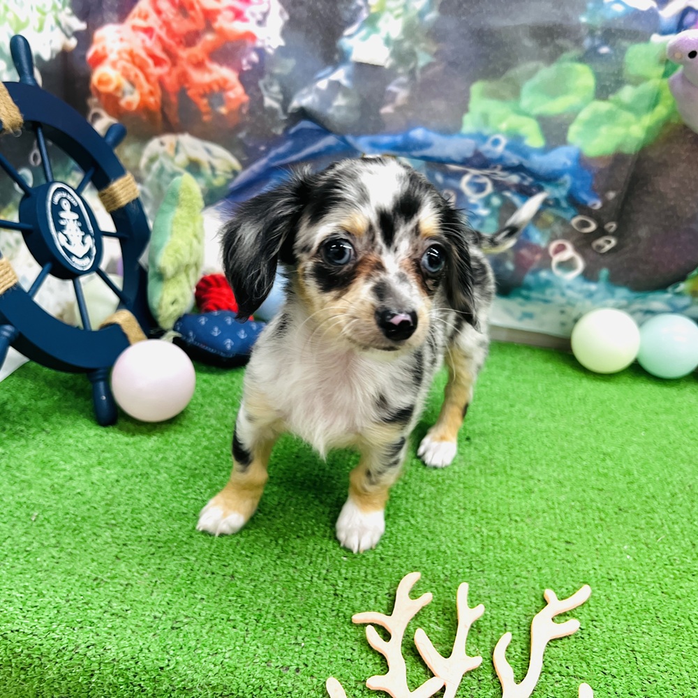 愛知県のチワックス(チワワ×ダックス) (犬の家＆猫の里名古屋天白店/2026年5月25日生まれ/女の子/シルバーダップル)の子犬の3枚目の画像