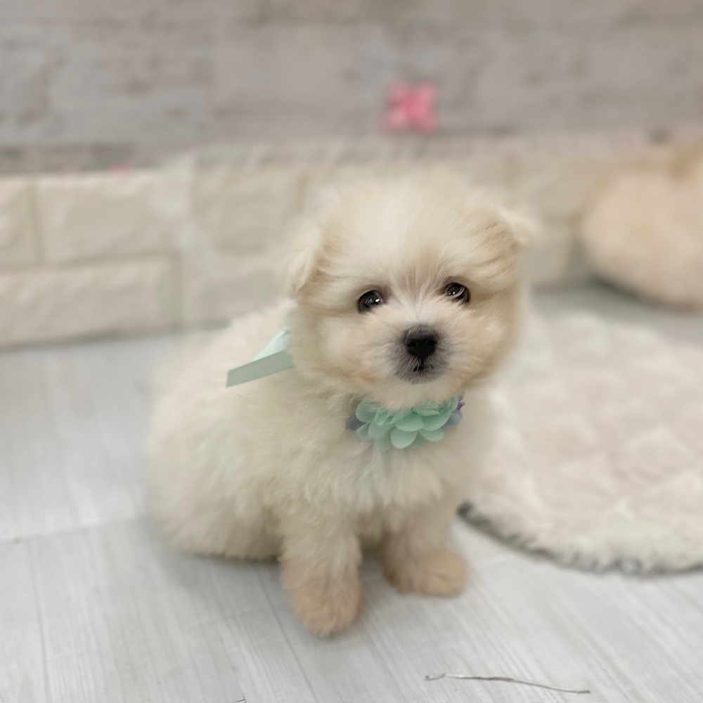 静岡県のポメマル/マルポメ(ポメラニアン×マルチーズ) (犬の家＆猫の里プレ葉ウォーク浜北店/2026年2月16日生まれ/男の子/クリーム)の子犬の3枚目の画像