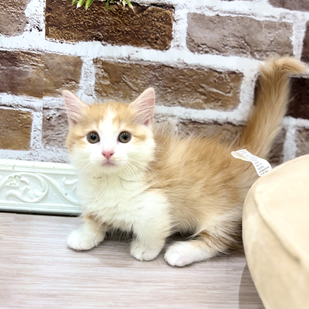 三重県のマンチカン (犬の家＆猫の里三重桑名店/2026年5月22日生まれ/女の子/レッドタビーホワイト)の子猫の3枚目の画像
