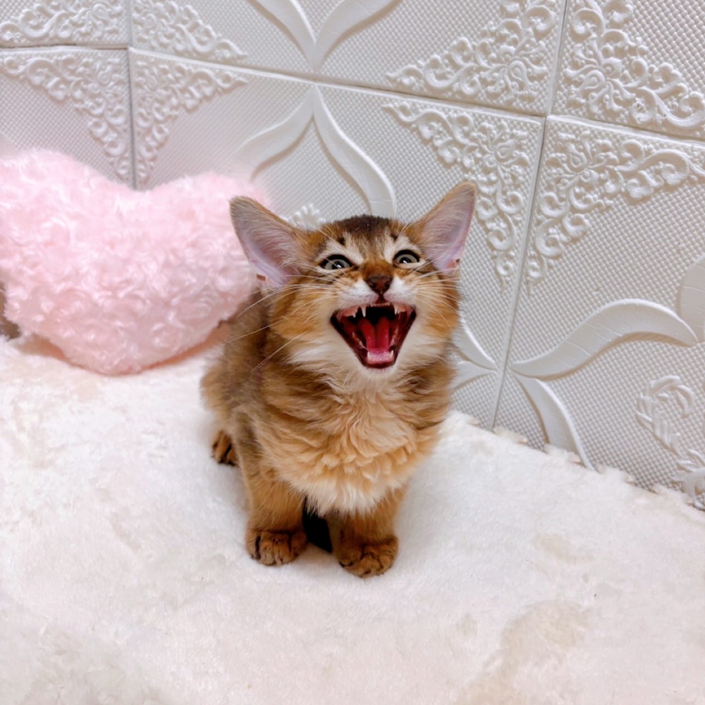 愛知県のソマリ (犬の家＆猫の里岡崎店/2026年5月23日生まれ/男の子/ルディ)の子猫の3枚目の画像