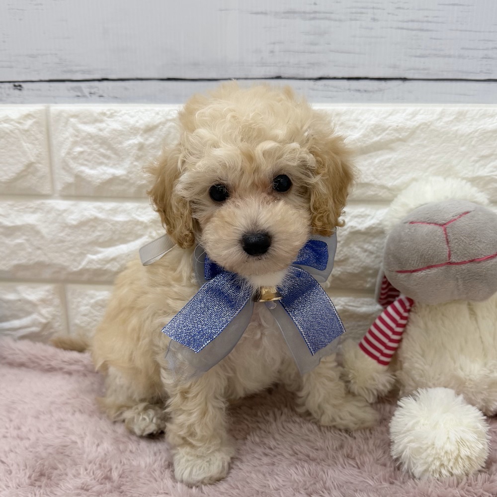 静岡県のトイプードル(トイ) (犬の家＆猫の里アミーゴ浜松和田店/2026年5月24日生まれ/男の子/ペールフォーン)の子犬の1枚目の画像