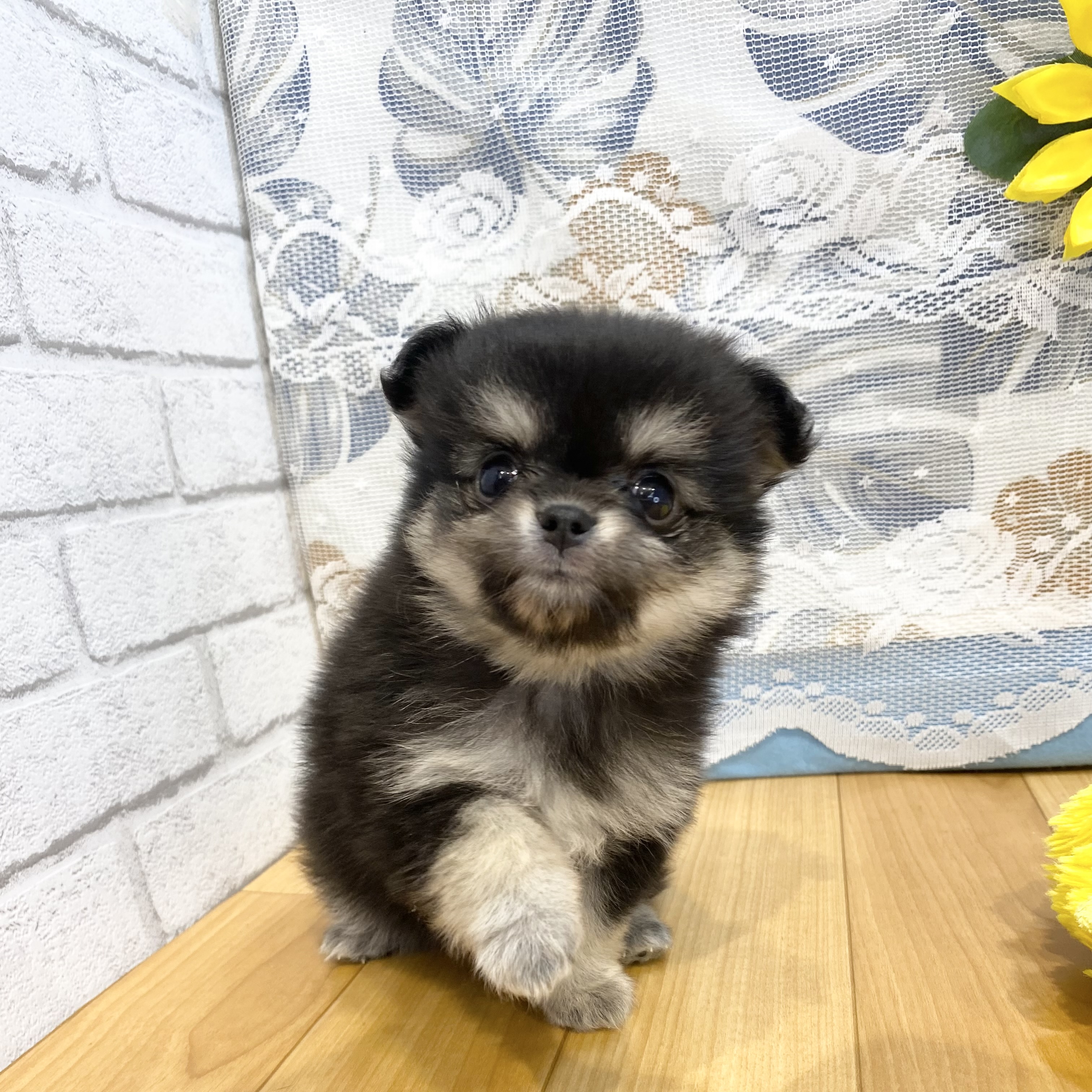 長野県のポメチワ/チワポメ/ポメチー(ポメラニアン×チワワ) (犬の家＆猫の里カインズ梓川店/2026年5月25日生まれ/女の子/ブラックタン)の子犬の3枚目の画像