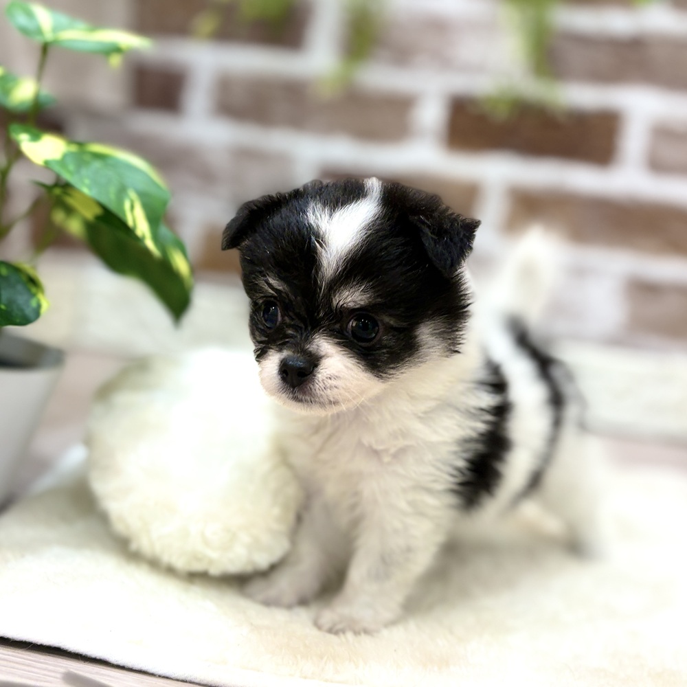 三重県のポメチワ/チワポメ/ポメチー(ポメラニアン×チワワ) (犬の家＆猫の里三重桑名店/2026年5月25日生まれ/女の子/ホワイトブラック)の子犬の3枚目の画像