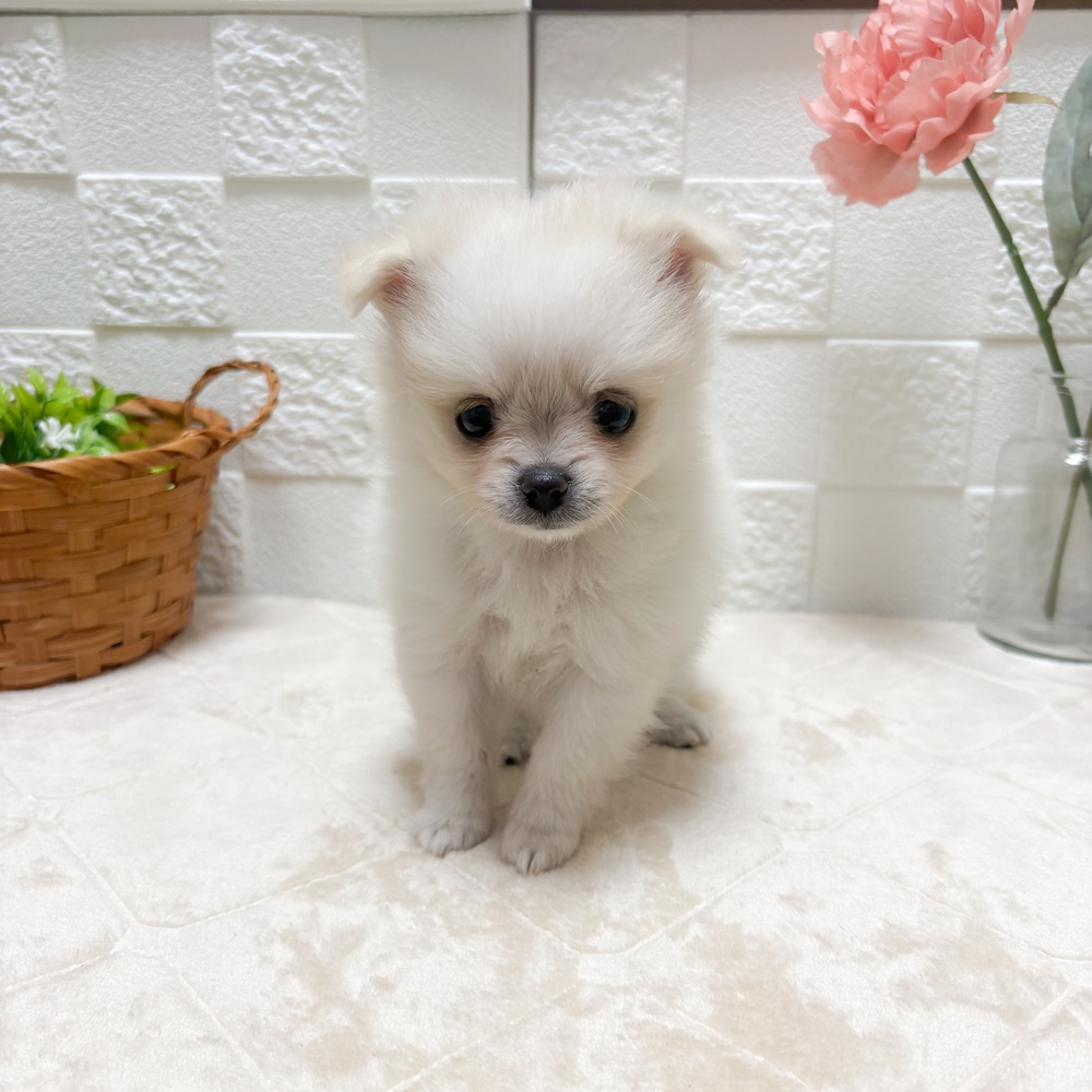 東京都のポメチワ/チワポメ/ポメチー(ポメラニアン×チワワ) (犬の家＆猫の里ペットフォレスト小平店/2026年5月25日生まれ/女の子/ホワイトクリーム)の子犬の1枚目の画像