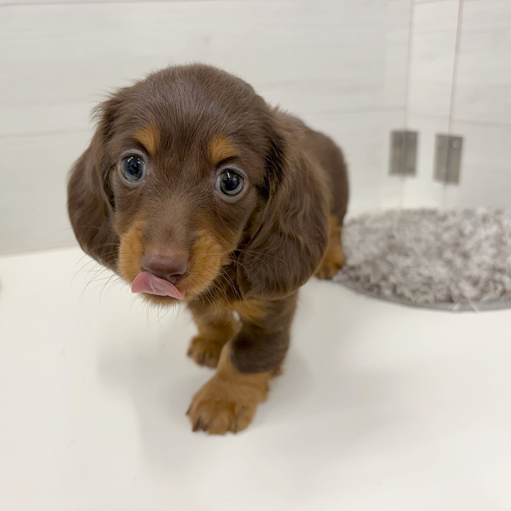 石川県のミニチュアダックスフンド(ロング) (犬の家＆猫の里アミーゴ金沢おこばた店/2026年5月24日生まれ/男の子/チョコレートタン)の子犬の3枚目の画像