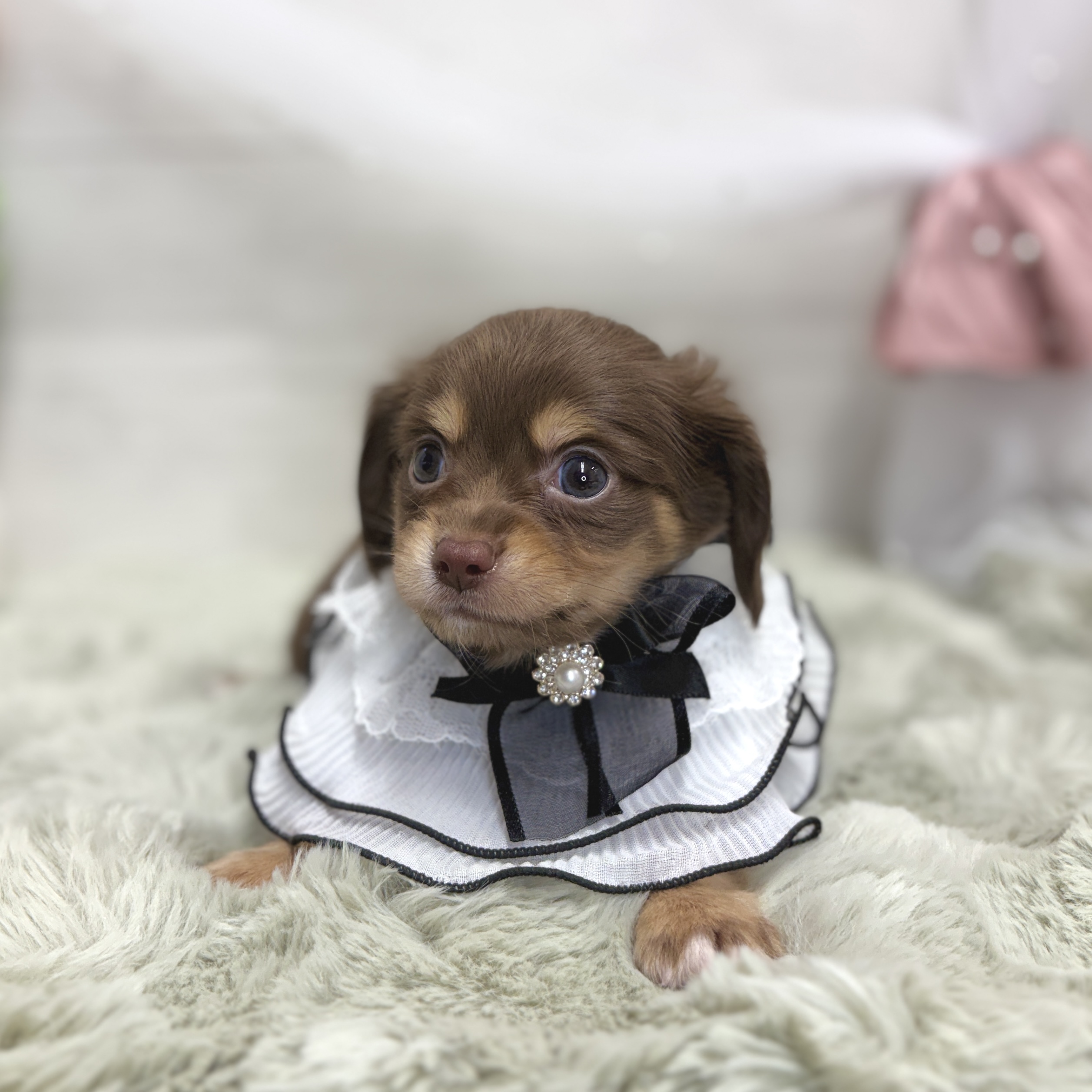 神奈川県のチワックス(チワワ×ダックス) (犬の家＆猫の里相模原店/2026年5月23日生まれ/男の子/チョコレートタン)の子犬の3枚目の画像