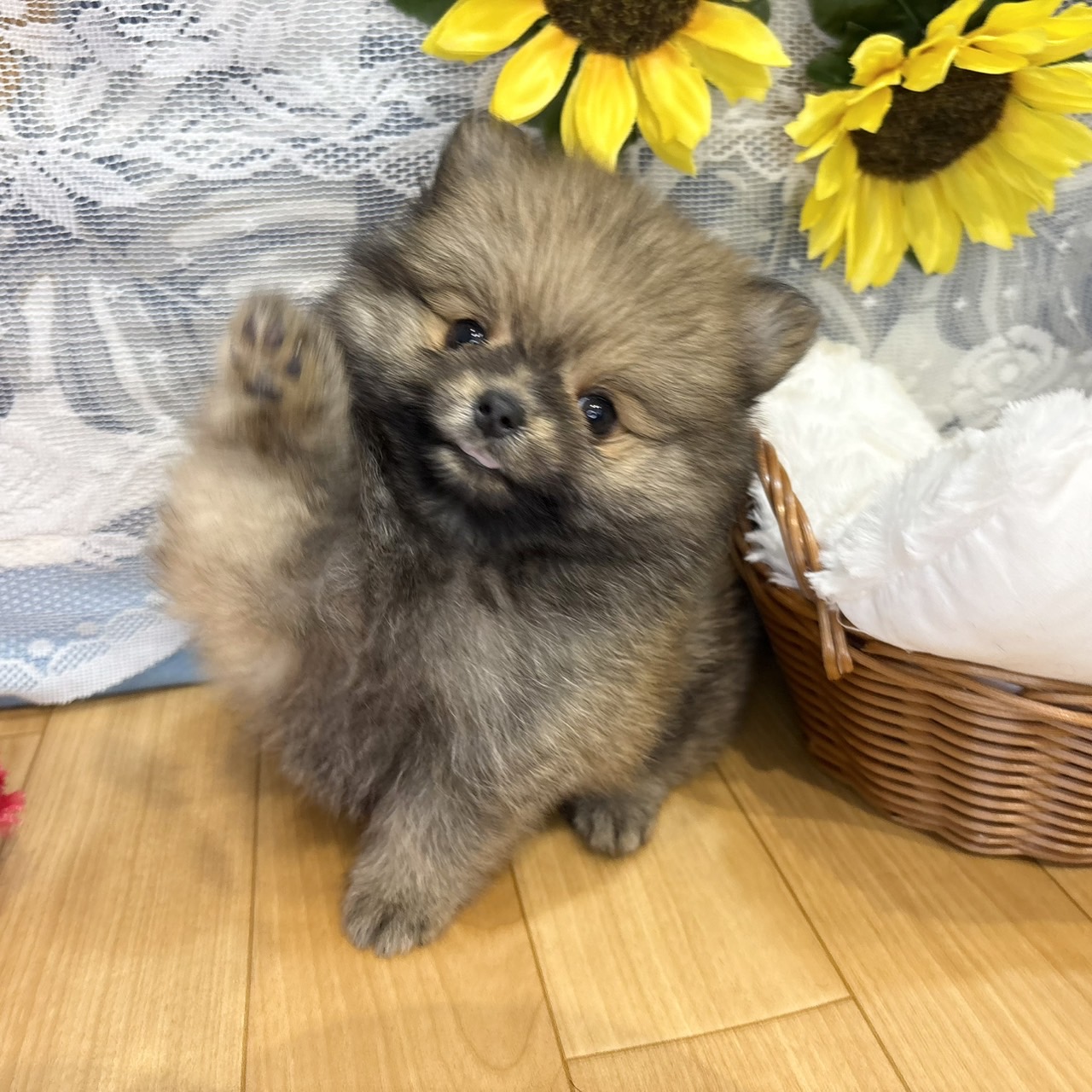 長野県のポメラニアン (犬の家＆猫の里カインズ梓川店/2026年5月25日生まれ/女の子/オレンジ)の子犬の3枚目の画像