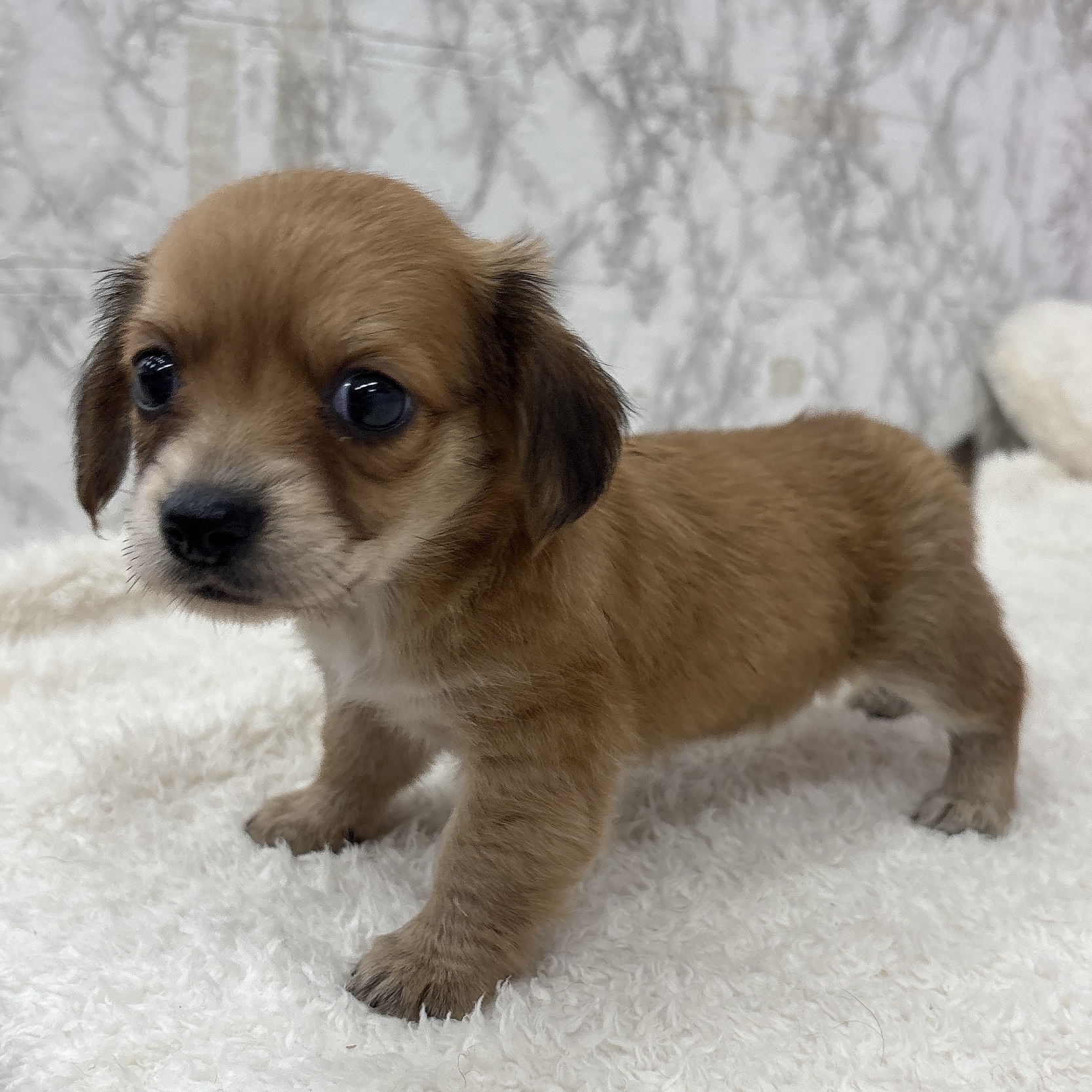 愛知県のチワックス(チワワ×ダックス) (犬の家＆猫の里エアポートウォーク店/2026年5月25日生まれ/女の子/レッド)の子犬の3枚目の画像