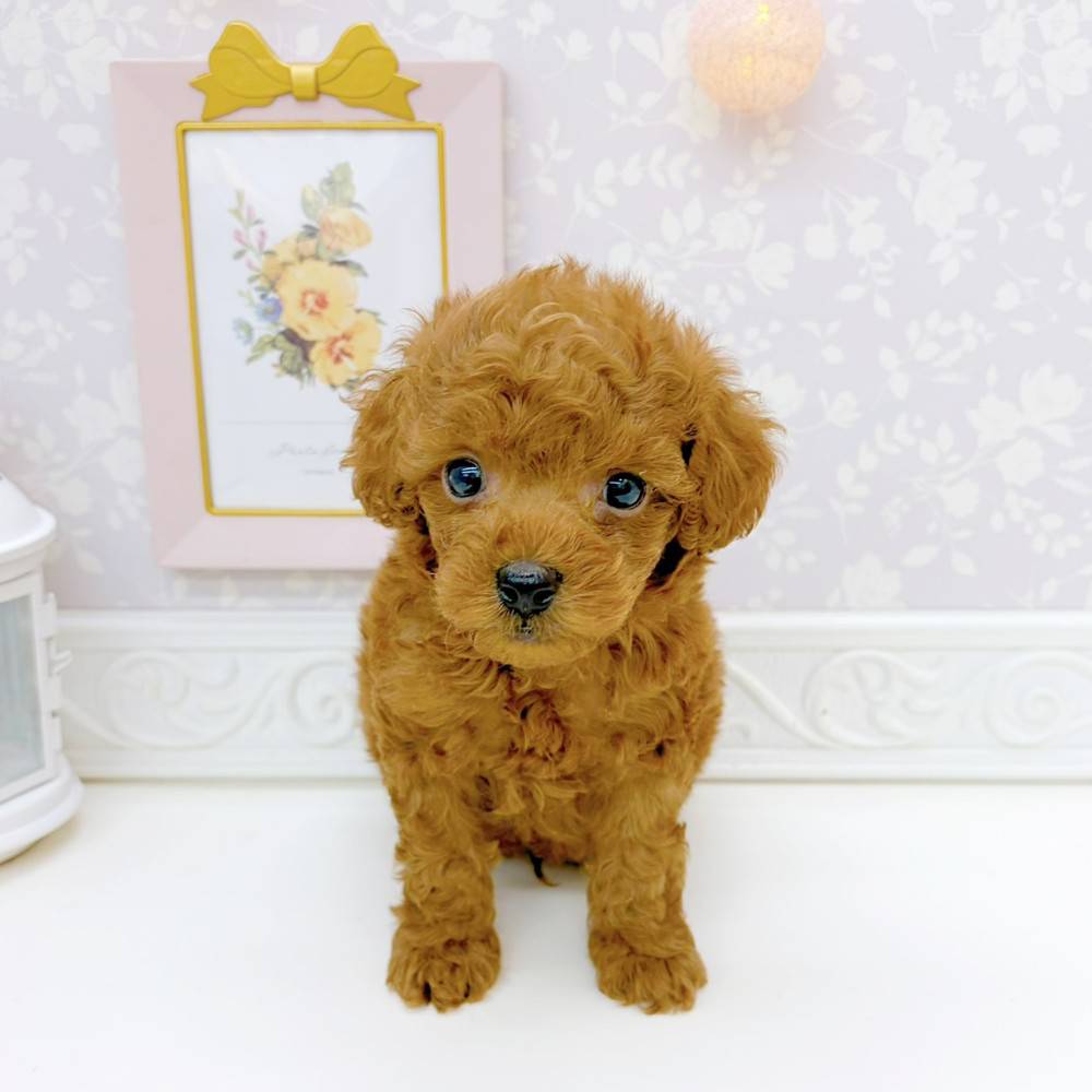富山県のトイプードル(トイ) (犬の家＆猫の里富山店/2026年5月26日生まれ/男の子/レッド)の子犬の1枚目の画像