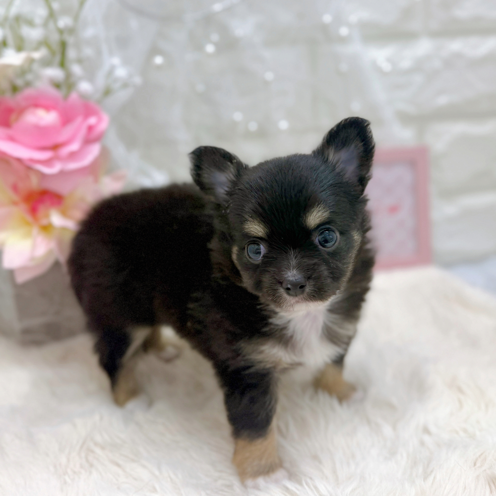 福井県のチワワ(ロング) (犬の家＆猫の里アミーゴ福井大和田店/2026年5月25日生まれ/女の子/ブラックタン)の子犬の3枚目の画像