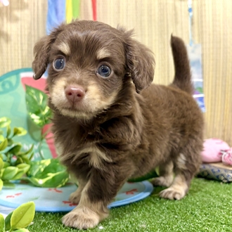 神奈川県のチワックス(チワワ×ダックス) (犬の家＆猫の里小田原店/2026年5月25日生まれ/男の子/チョコレートタン)の子犬の3枚目の画像