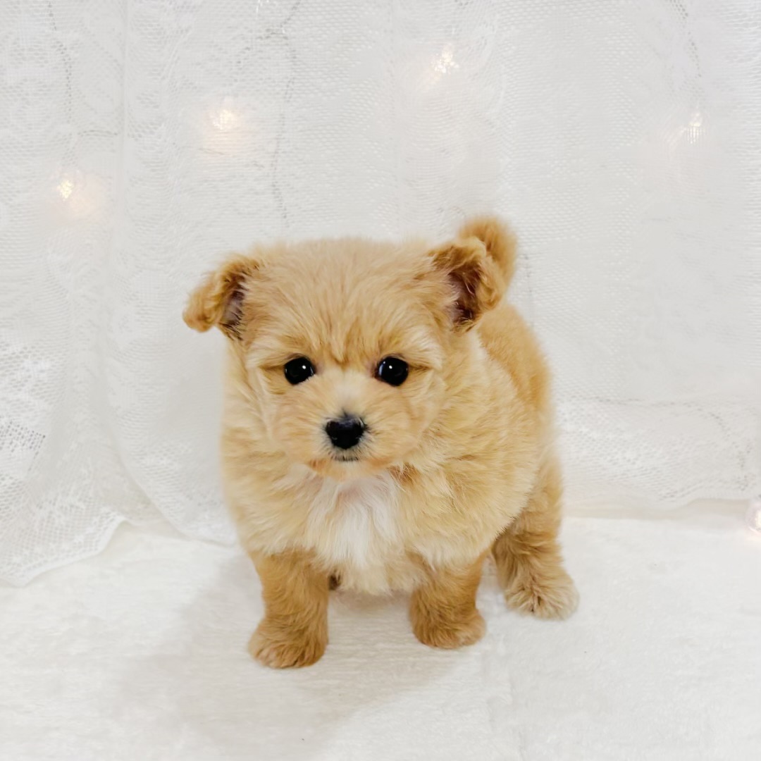千葉県のポメプー(ポメラニアン×プードル) (犬の家＆猫の里BIGHOPガーデンモール印西店/2026年5月24日生まれ/女の子/アプリコット)の子犬の3枚目の画像