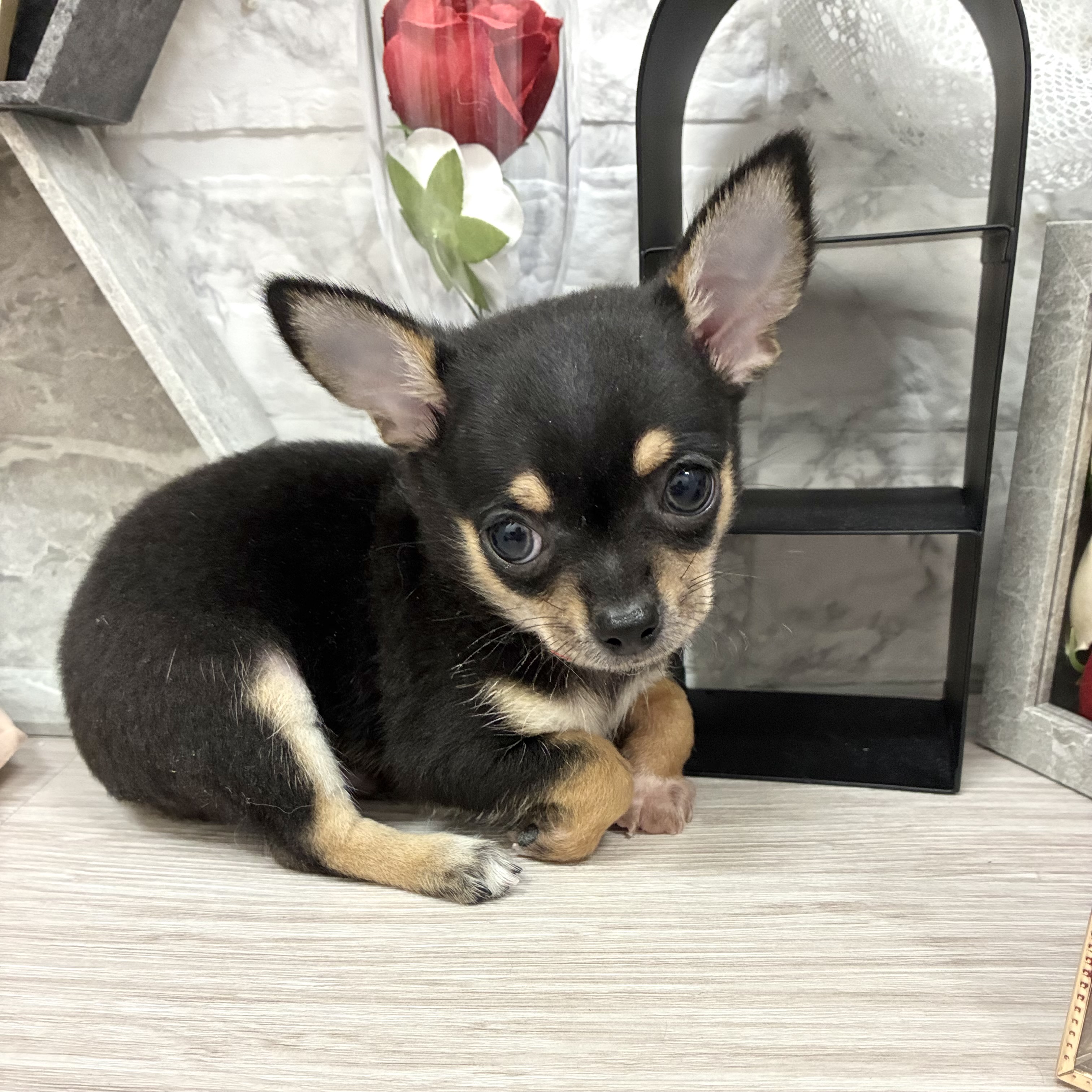 千葉県のチワワ(スムース) (犬の家＆猫の里ワンズモール稲毛店/2026年5月26日生まれ/男の子/ブラックタン)の子犬の3枚目の画像