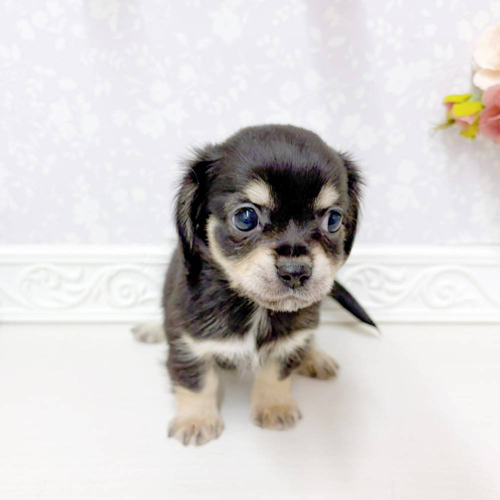 富山県のチワックス(チワワ×ダックス) (犬の家＆猫の里アミーゴ山室店/2026年5月23日生まれ/女の子/ブラックタン)の子犬の3枚目の画像