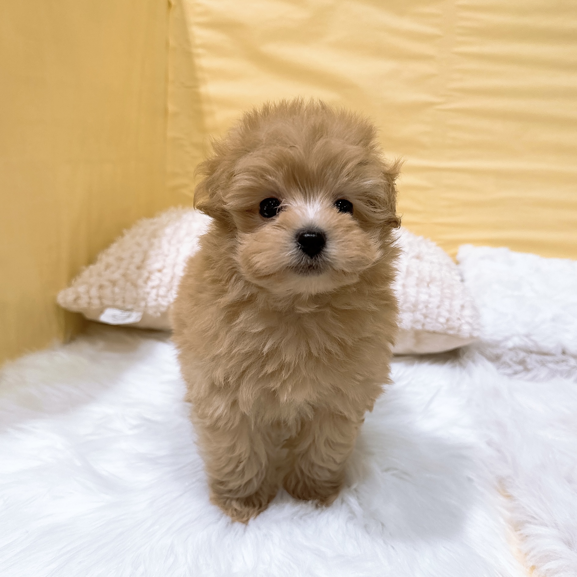 神奈川県のポメプー(ポメラニアン×プードル) (犬の家＆猫の里元住吉ブレーメン通り店/2026年5月26日生まれ/男の子/アプリコット)の子犬の3枚目の画像
