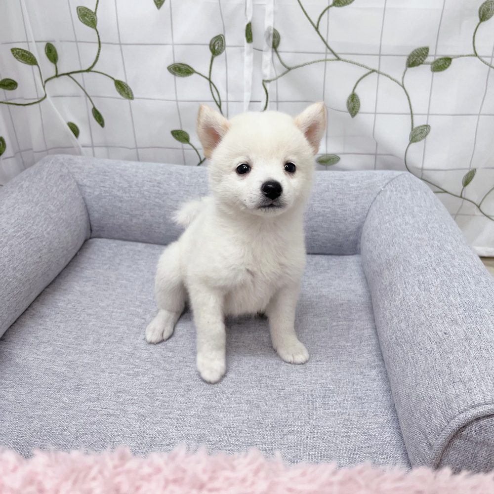 長野県のハーフ犬・ミックス犬 (犬の家＆猫の里塩尻店/2026年5月23日生まれ/女の子/白)の子犬の3枚目の画像