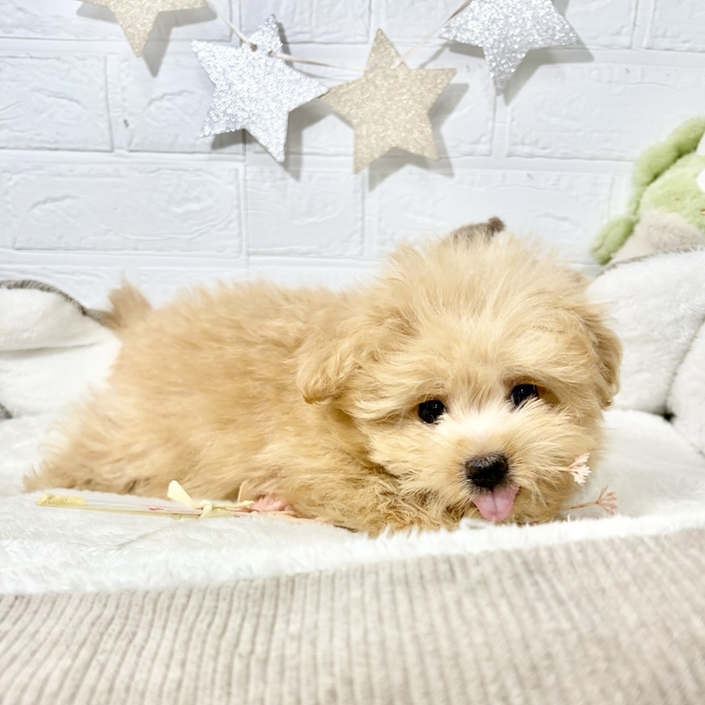 兵庫県のポメプー(ポメラニアン×プードル) (犬の家＆猫の里ニッケパークタウン加古川店/2026年5月26日生まれ/女の子/アプリコット)の子犬の3枚目の画像