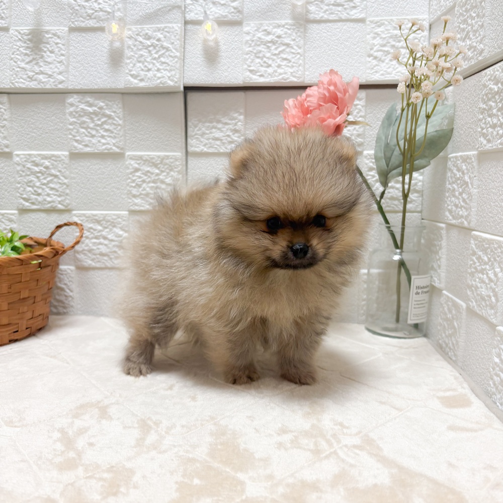 東京都のポメラニアン (犬の家＆猫の里ペットフォレスト小平店/2026年5月26日生まれ/男の子/オレンジ)の子犬の3枚目の画像