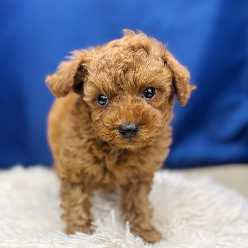 岐阜県のトイプードル(トイ) (犬の家＆猫の里中津川店/2026年5月24日生まれ/男の子/レッド)の子犬の3枚目の画像
