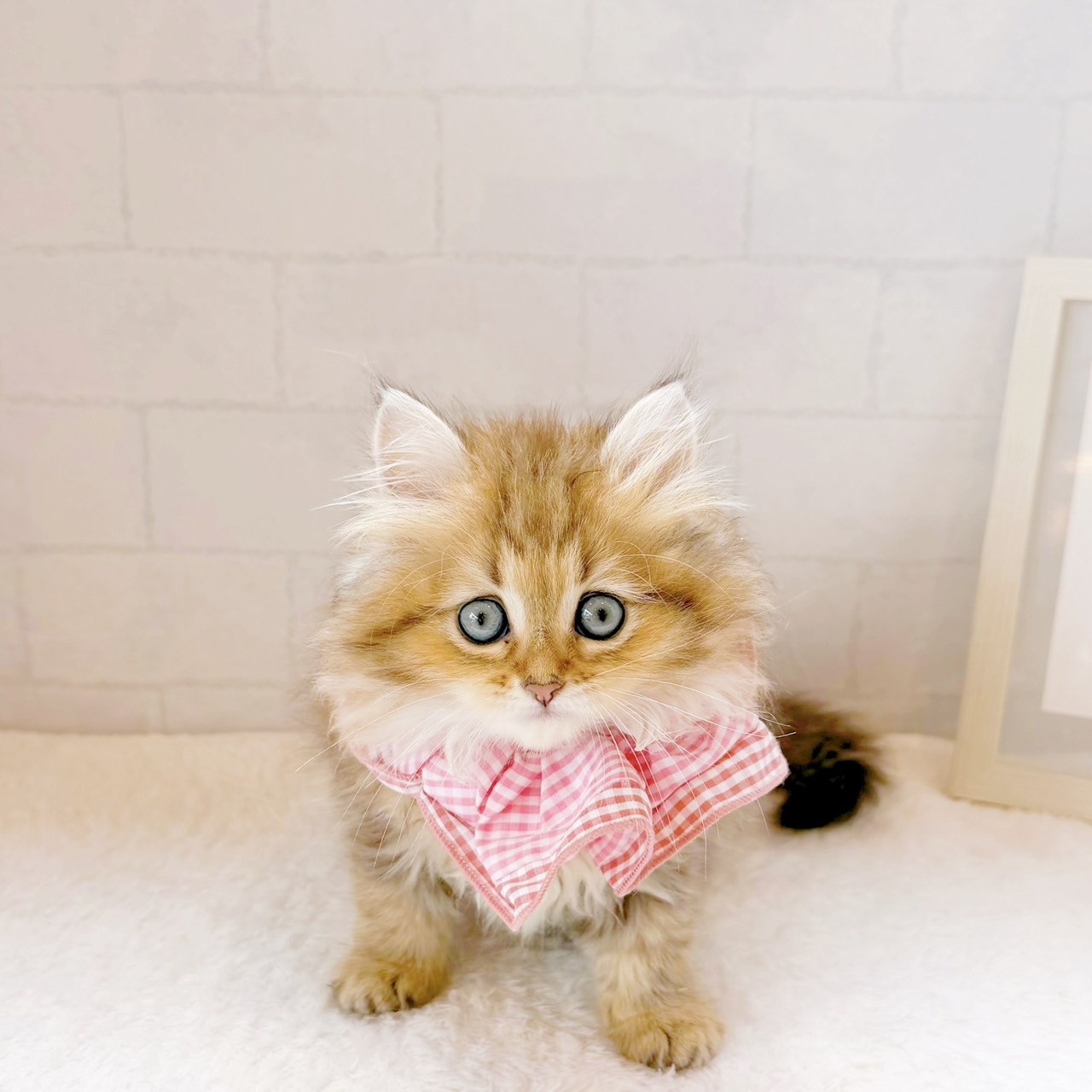 石川県のペルシャ (犬の家＆猫の里金沢店/2026年5月23日生まれ/女の子/チンチラゴールデン)の子猫の1枚目の画像