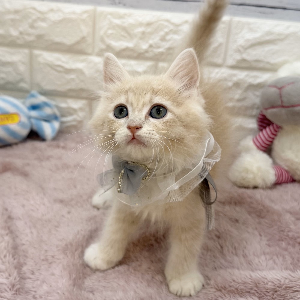 静岡県のラガマフィン (犬の家＆猫の里アミーゴ浜松和田店/2026年5月26日生まれ/男の子/クリームタビーホワイト)の子猫の1枚目の画像